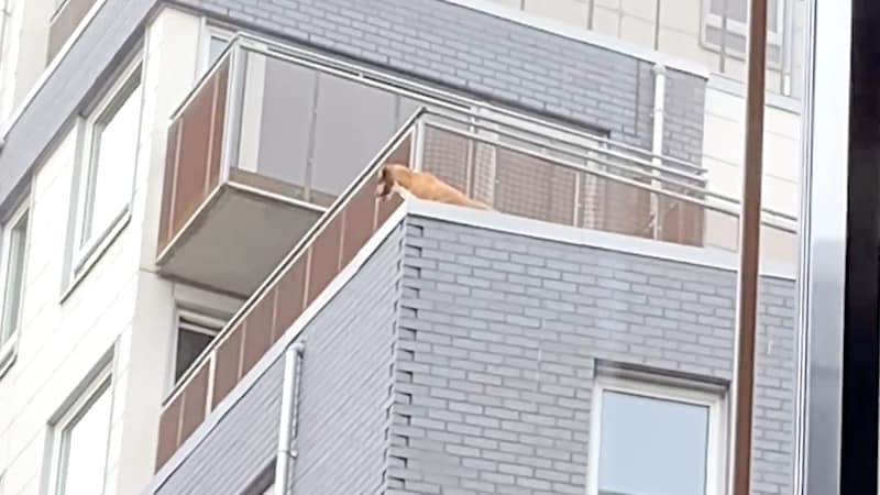 Full utrykning for hund: – Skalv voldsomt