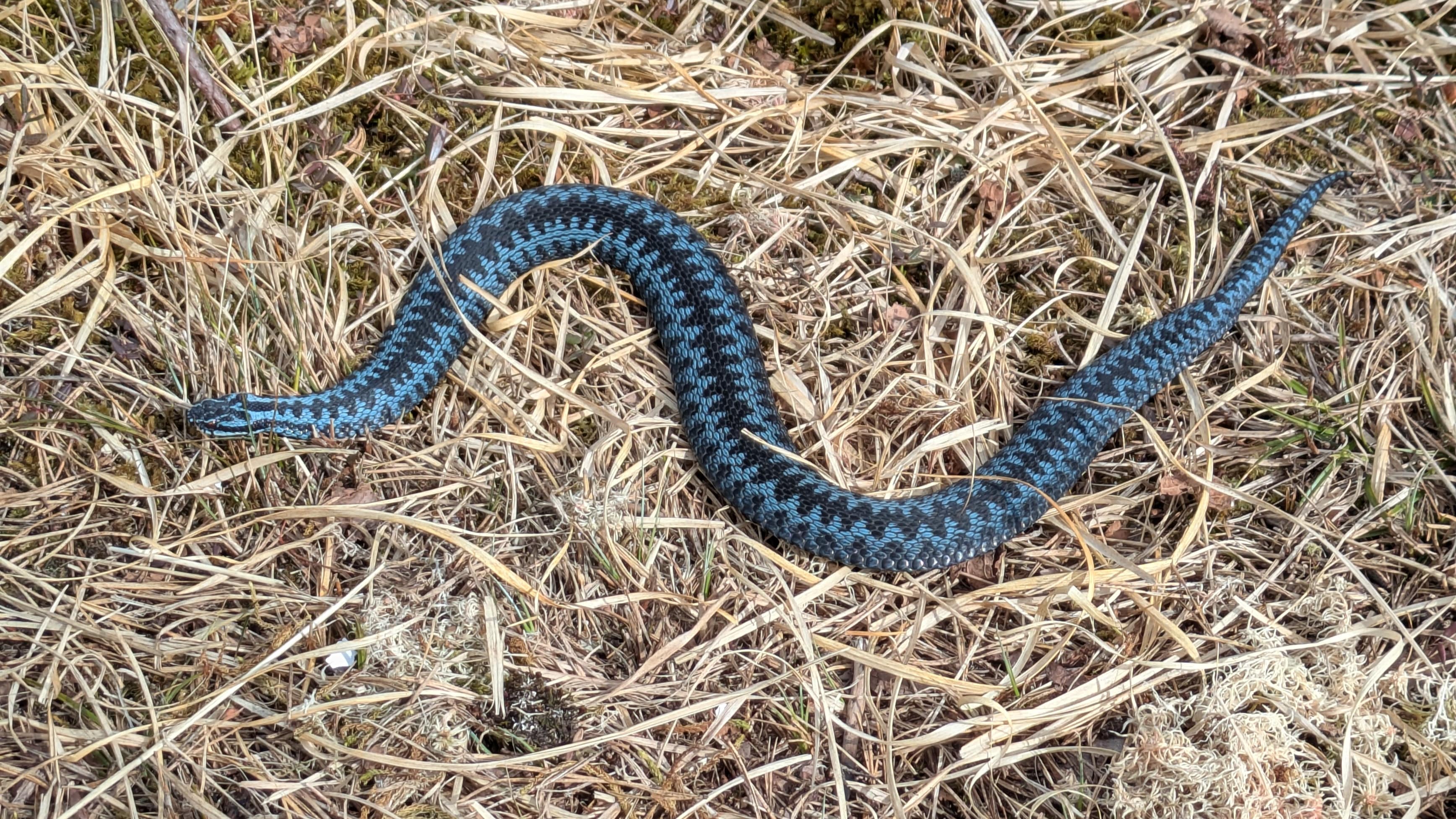 Østmarka: Fant denne ved vannet