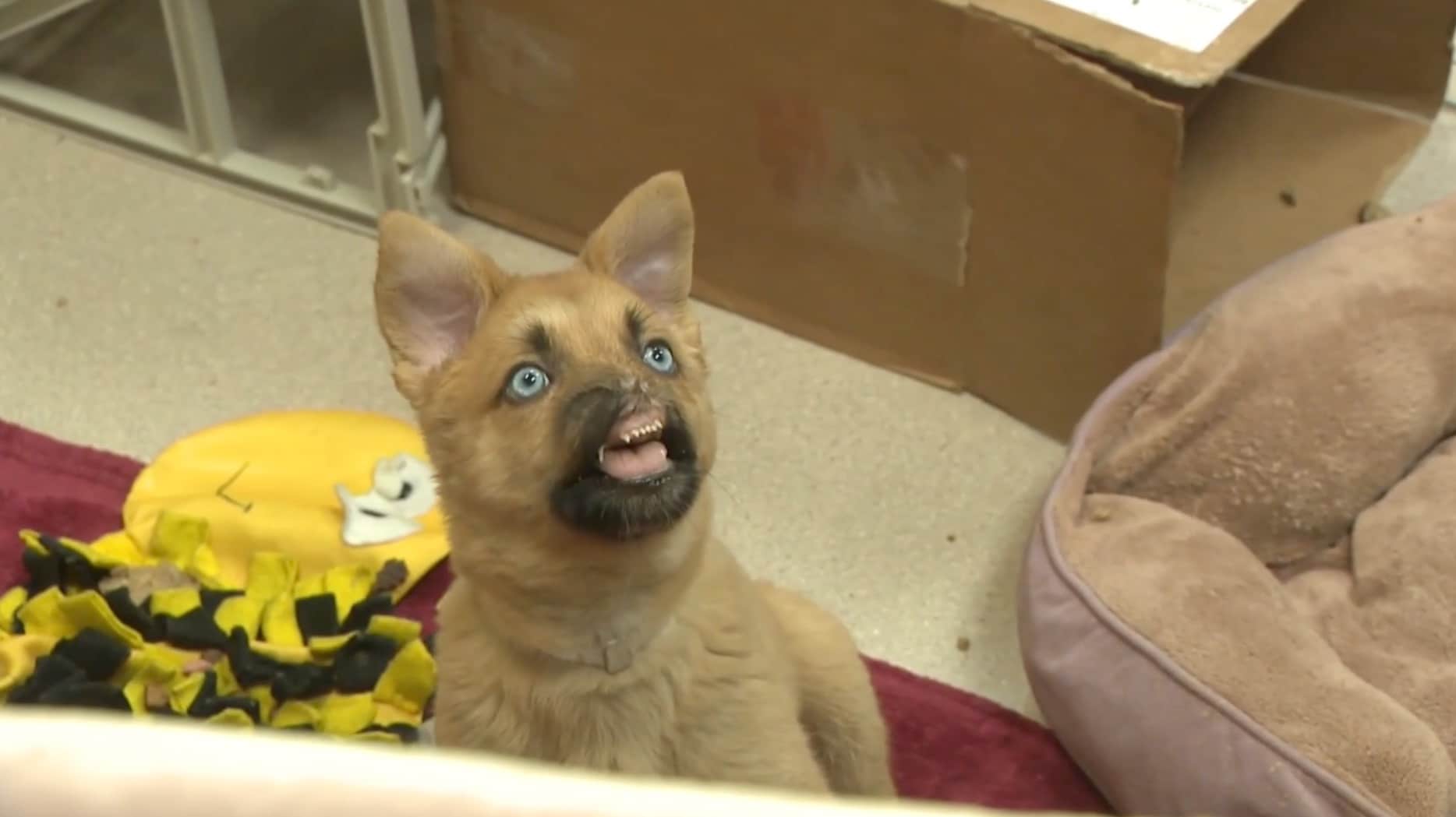 Valpen Peanut fikk snuten revet av