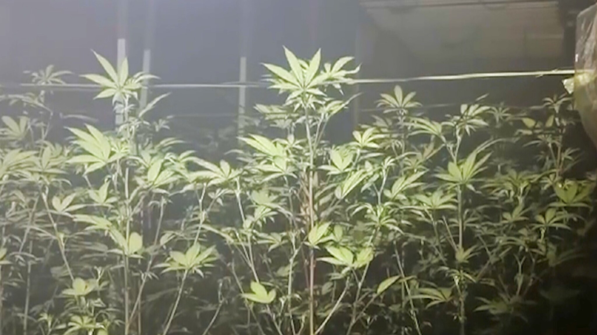Cannabisbrann i ferieparadis