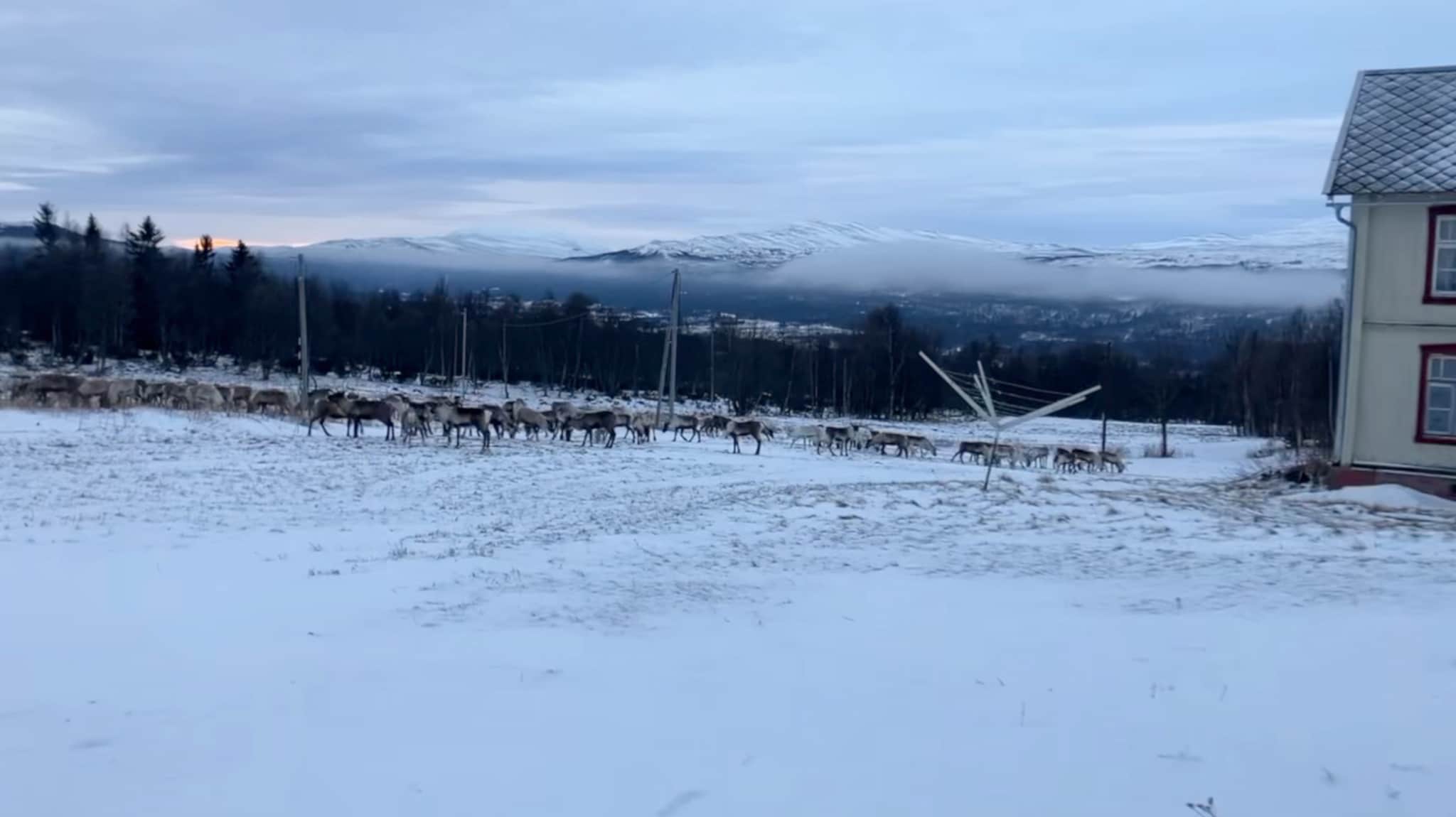 Reinkonflikt blusser opp i Østerdalen