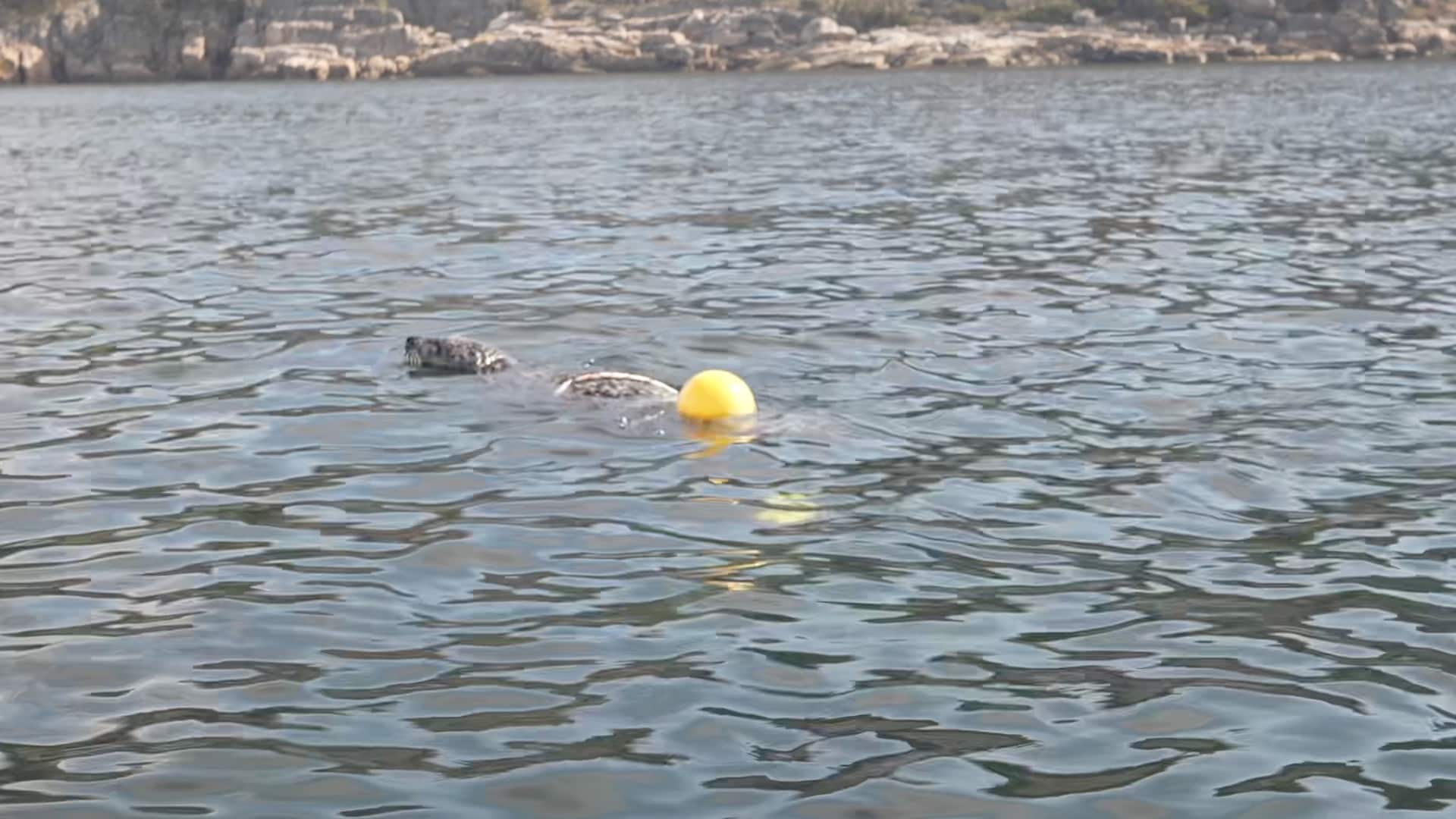 Finner sel fanget i fiskegarn