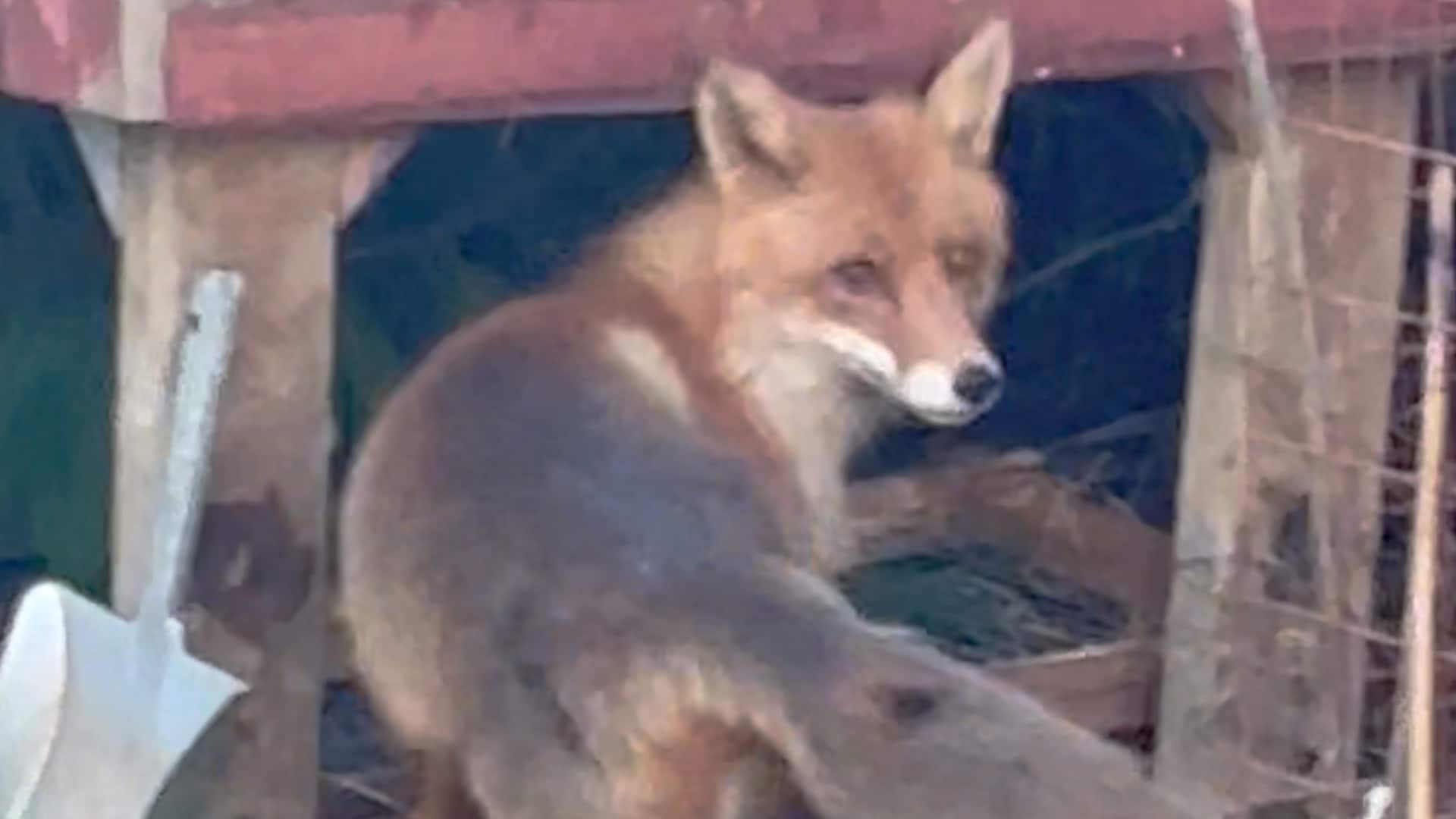 Reven slo til: – Skjønte det var liv og død