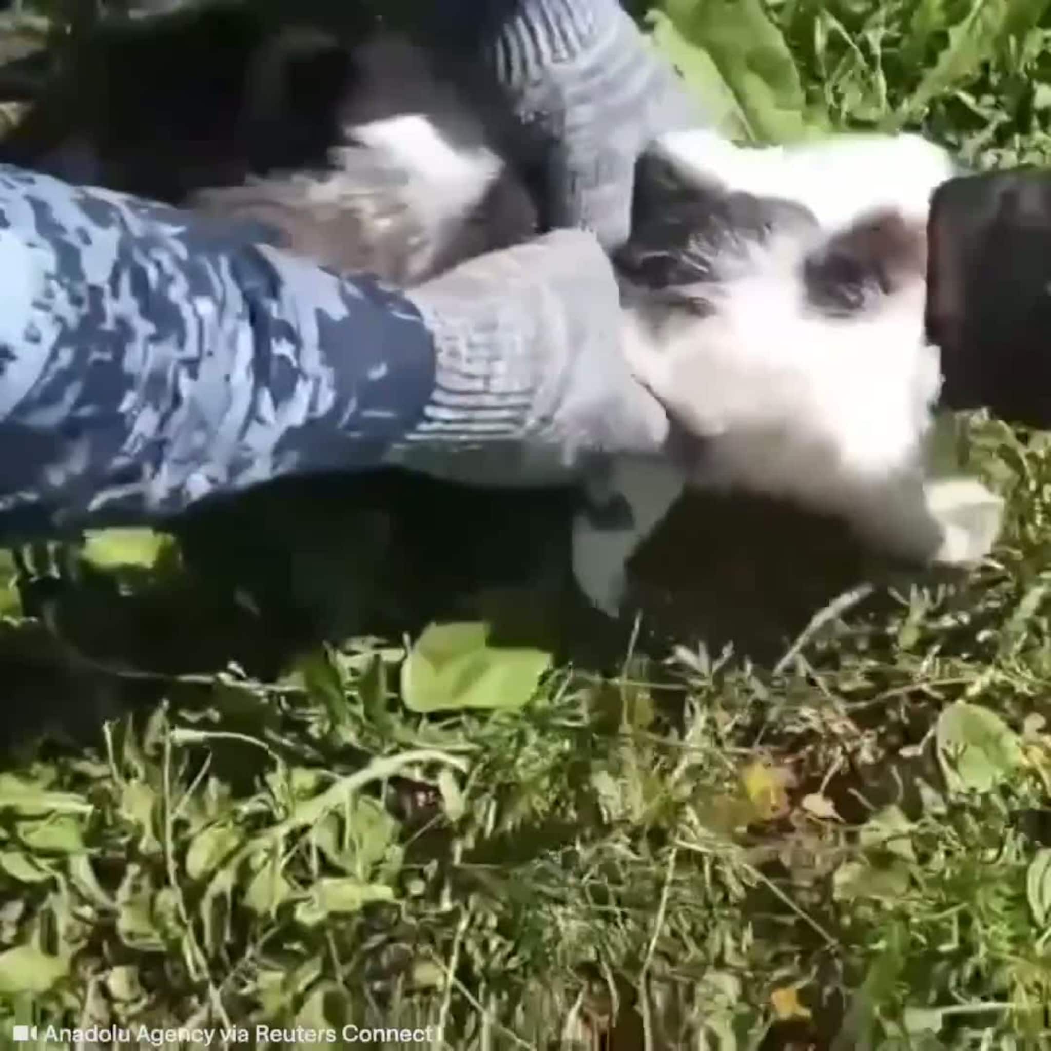Smuglet narkotika inn i fengsel: Så ble katten avslørt