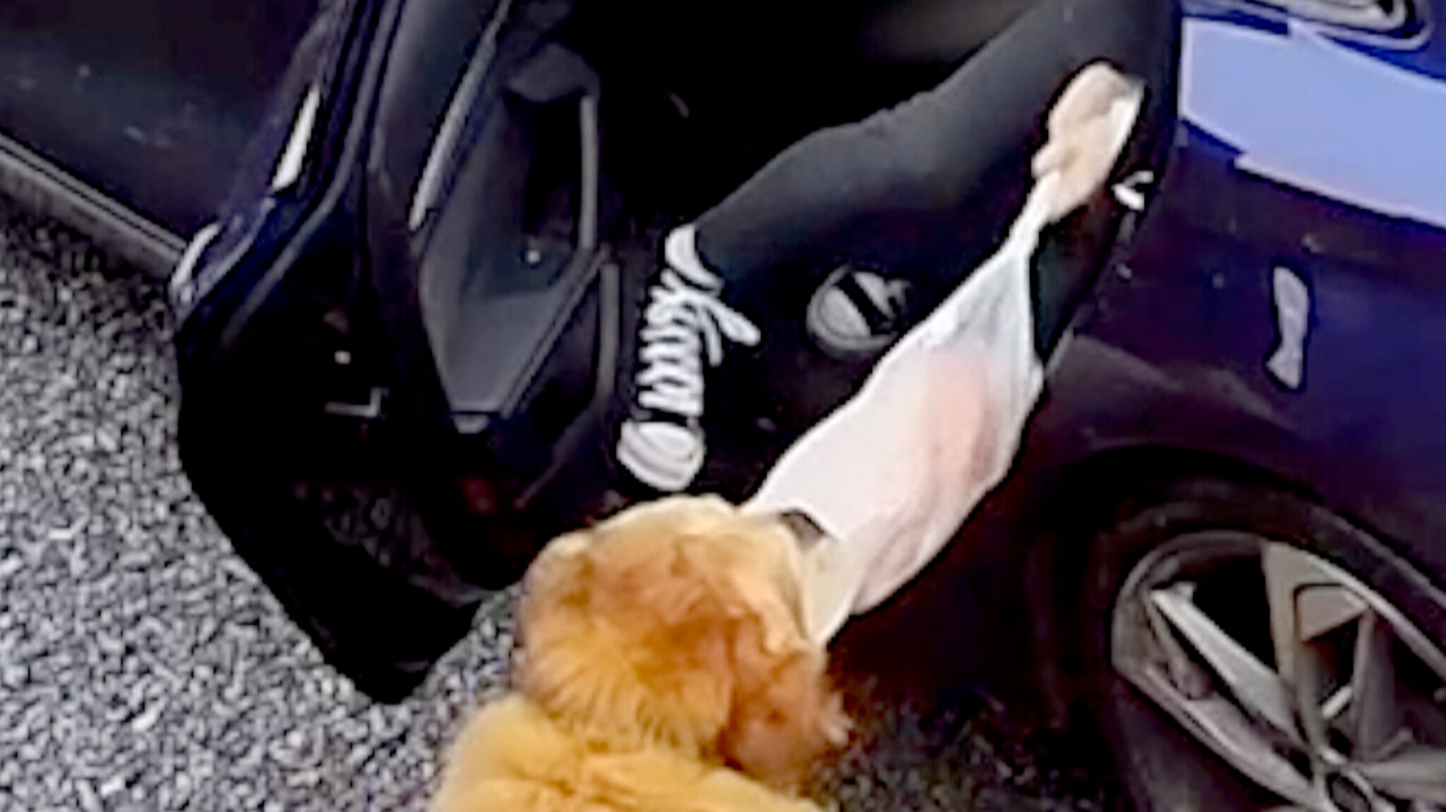 Hund stjeler kalkun