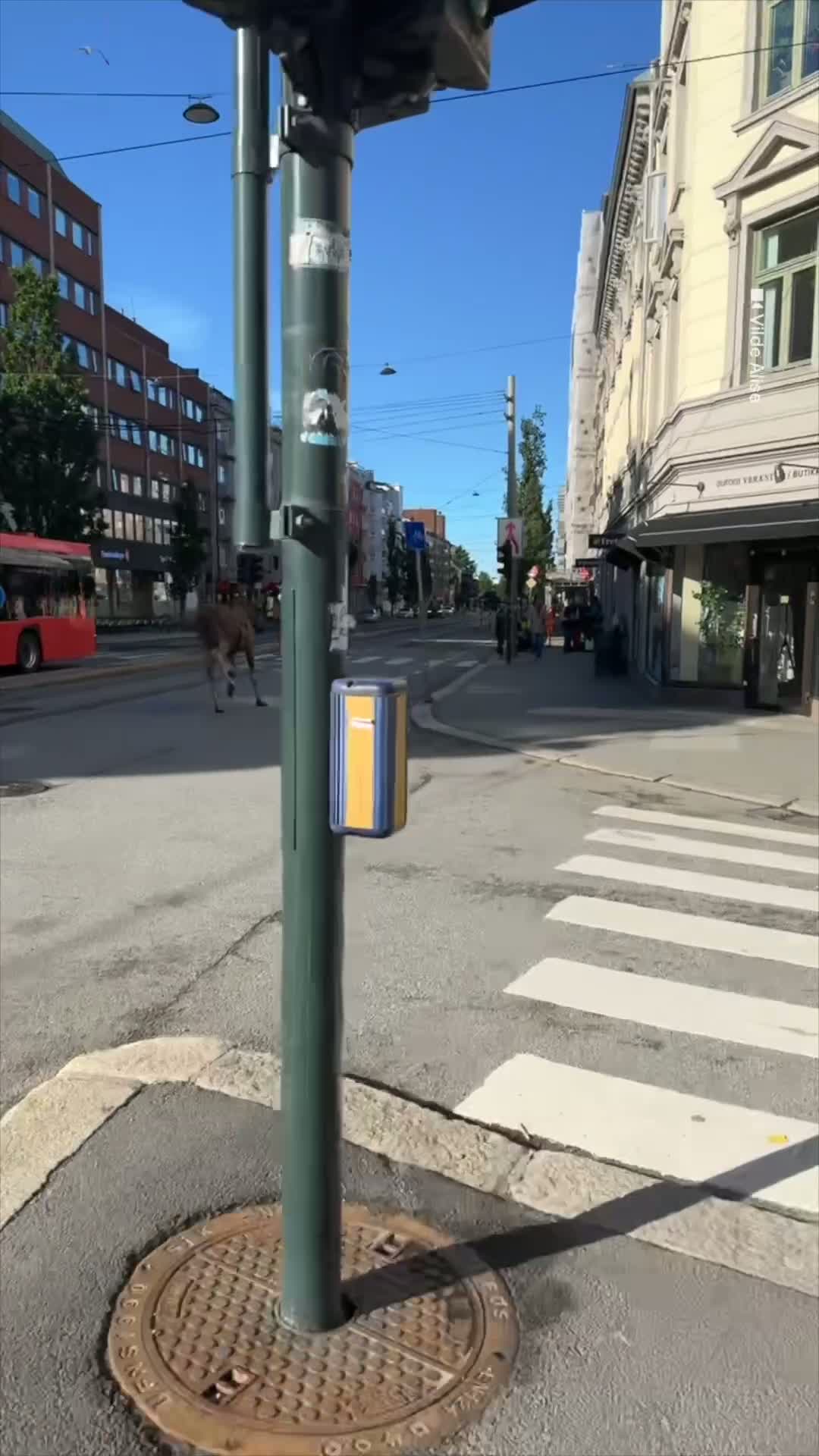 Elgen kommer løpende midt på Majorstua
