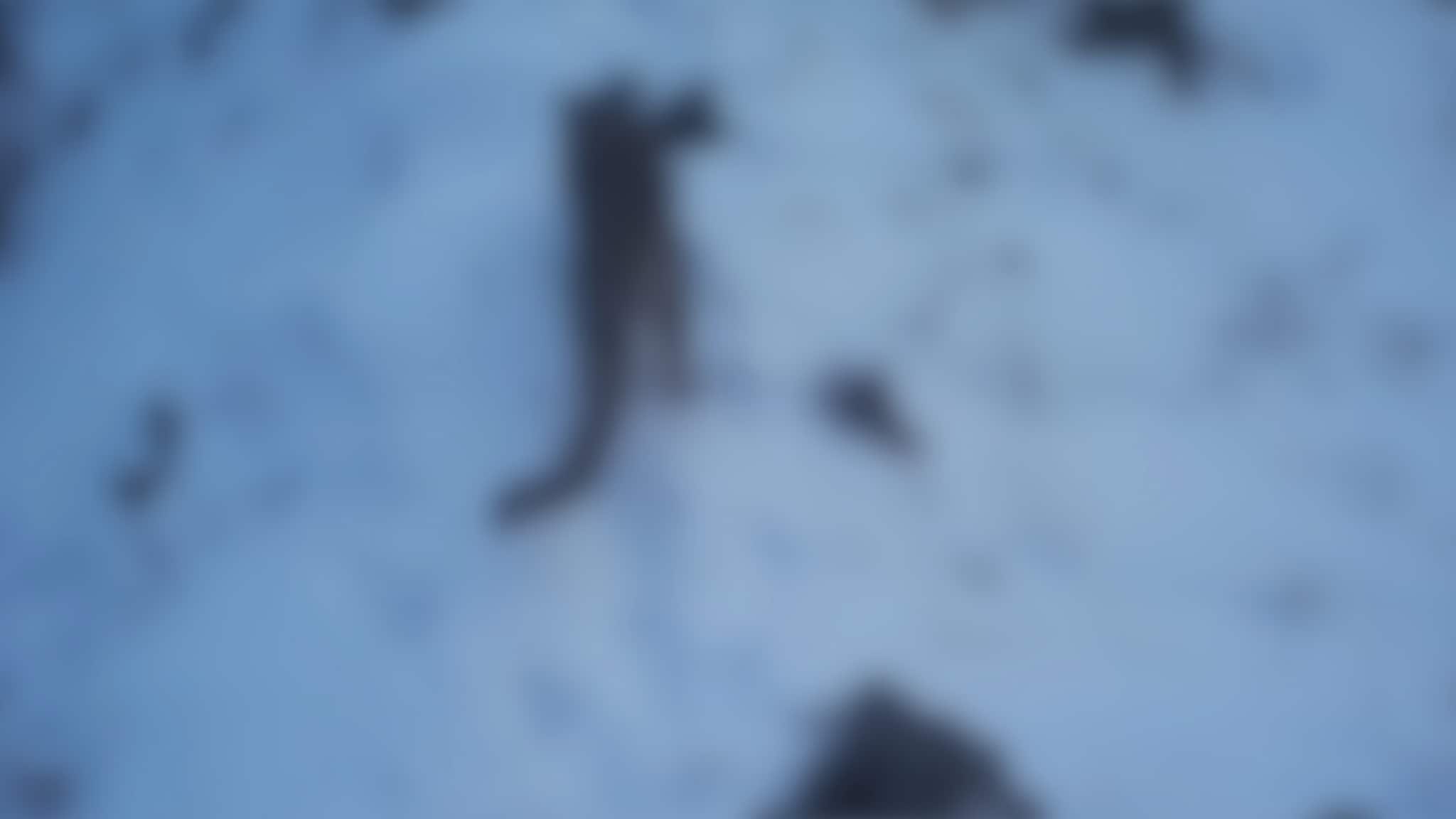Fanget sjelden lyd på film