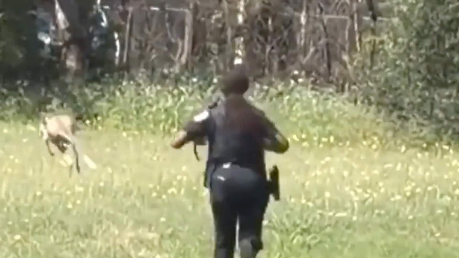 Politiets ville kengurujakt