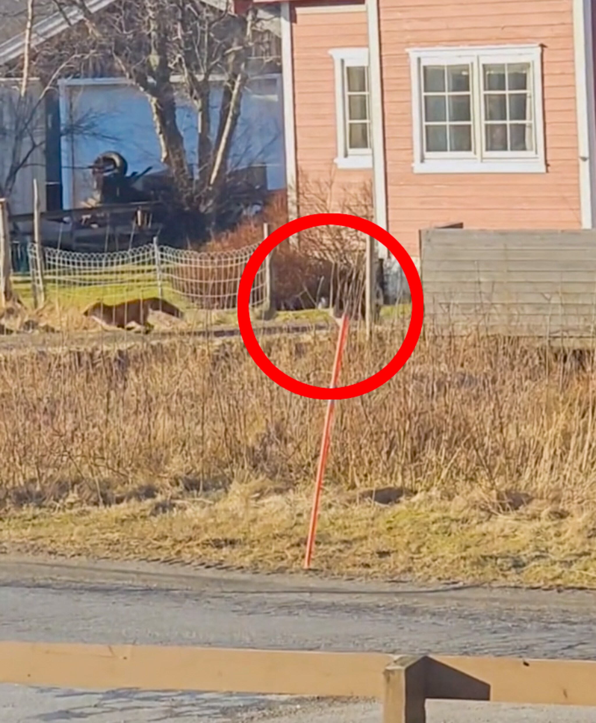 Katten Ludvig (6) får nok