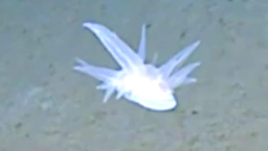 Forskerne forstår ikke hva dette er