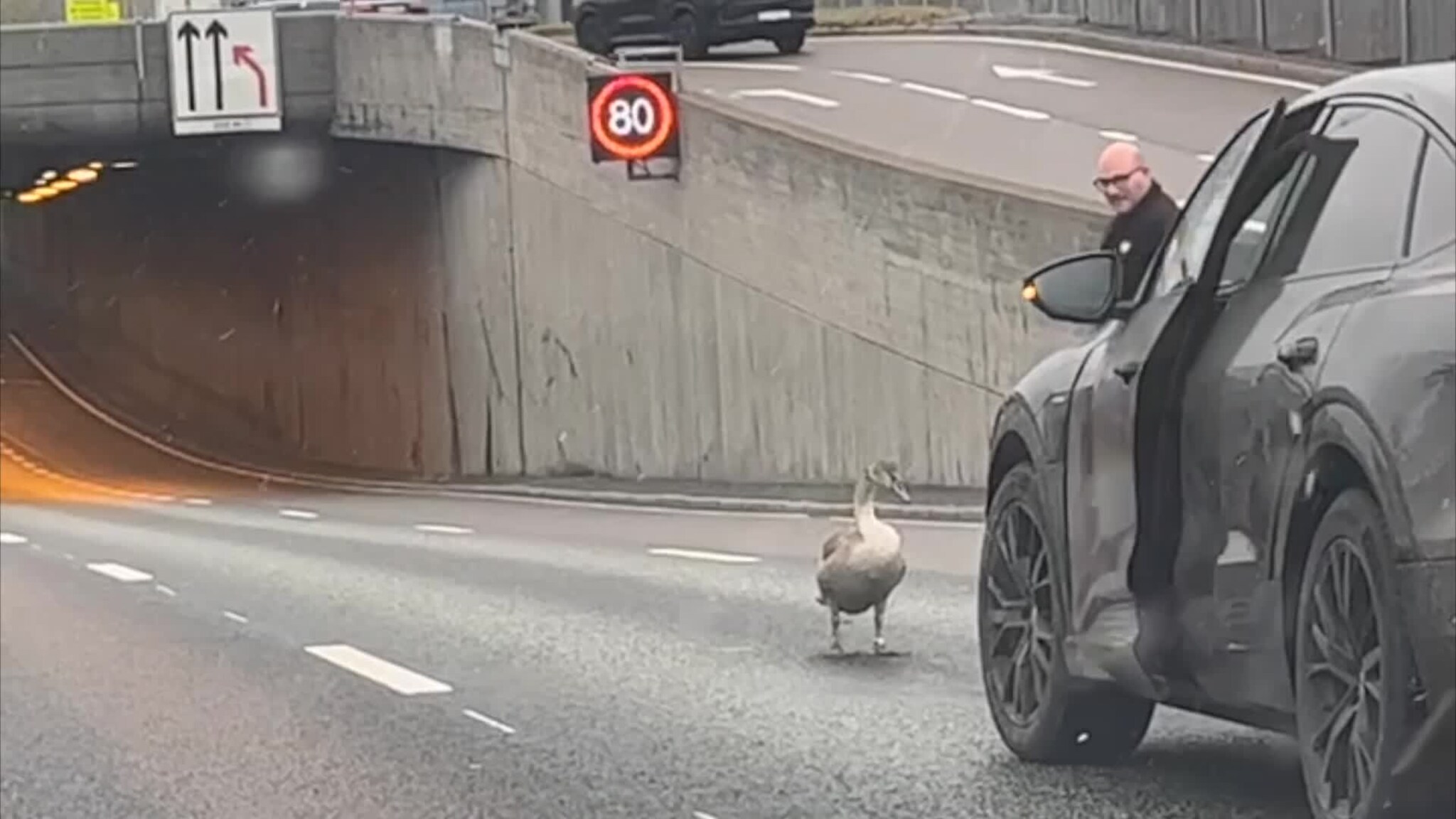 A young swan in E18: – stood in the middle of the road