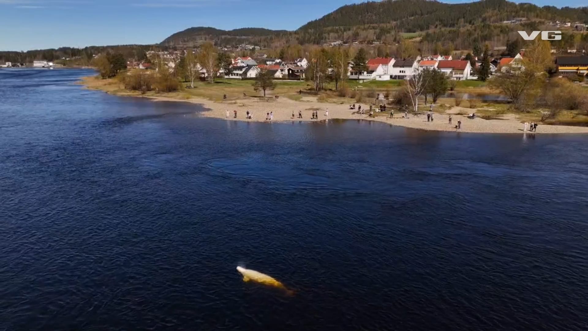 VG leter etter hvithvalen