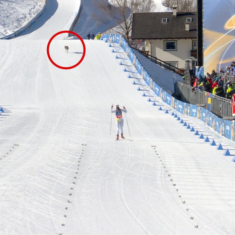 Hund i OL-løypa: – Jeg ble redd