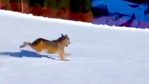 Alpinist Etterlyst Etter Dette Vg