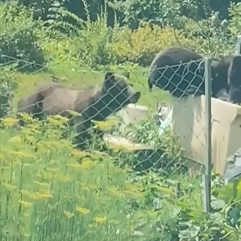 Russia Deploys Hunting Teams After Fatal Bear Attacks