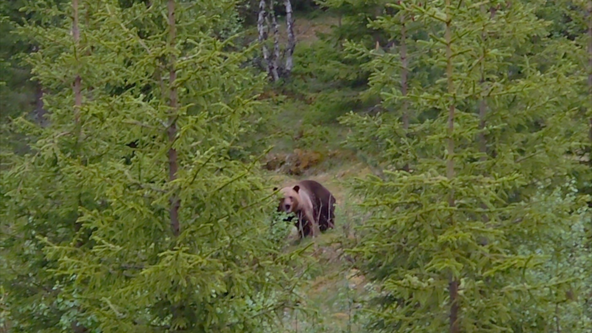 Møtte rovdyret i skogen