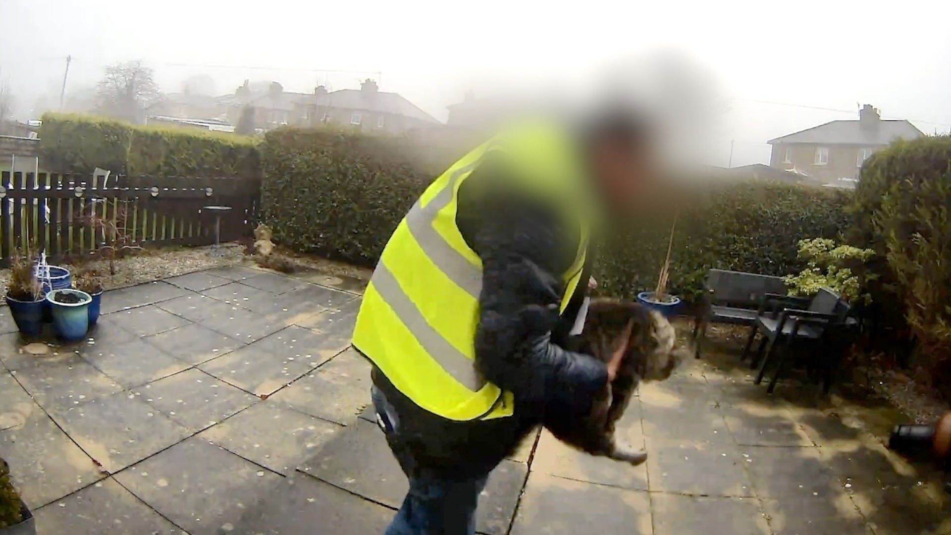 Amazon-bud stjeler katten