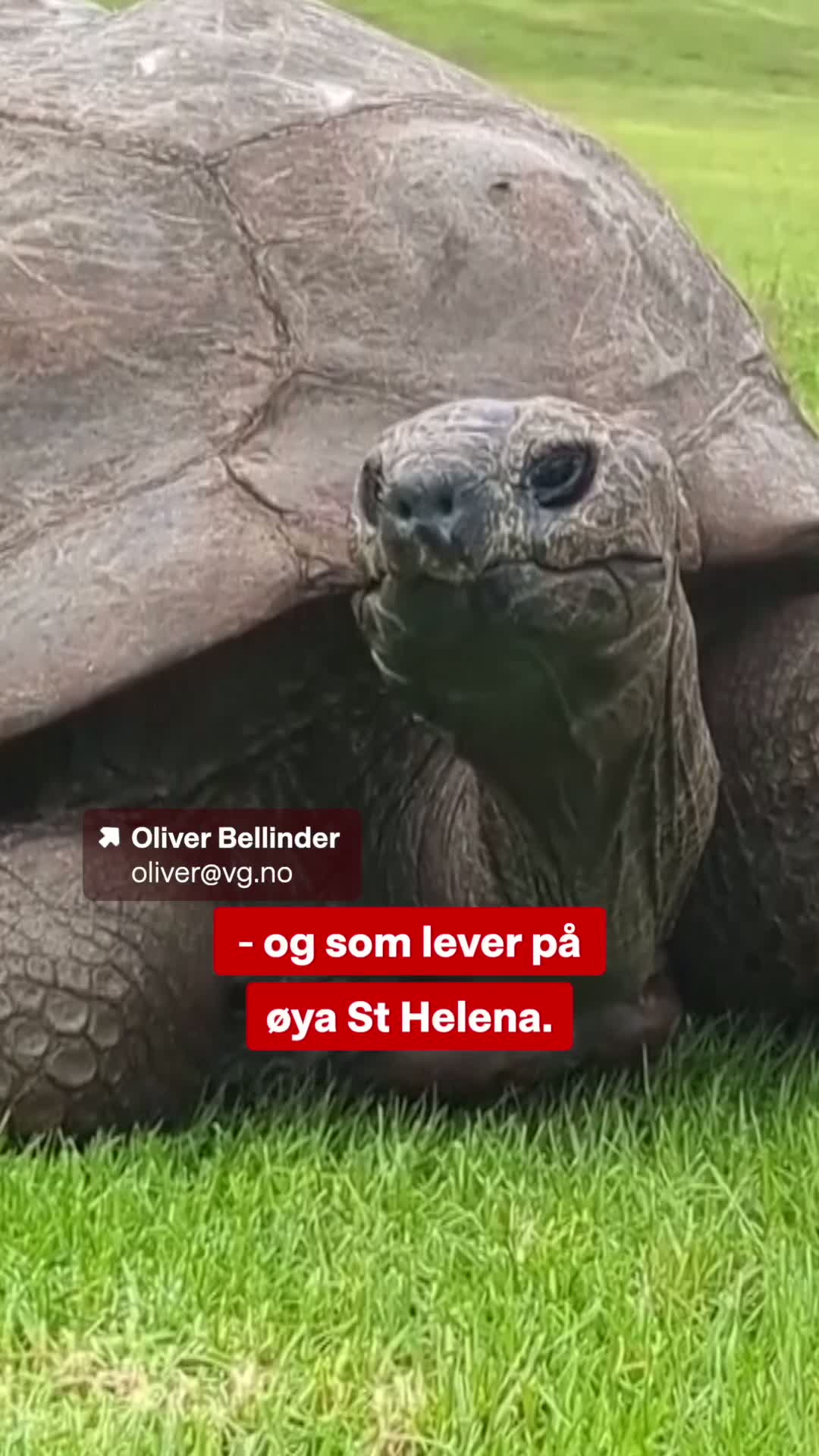 Verdens eldste skilpadde fanget i viral kryptosvindel