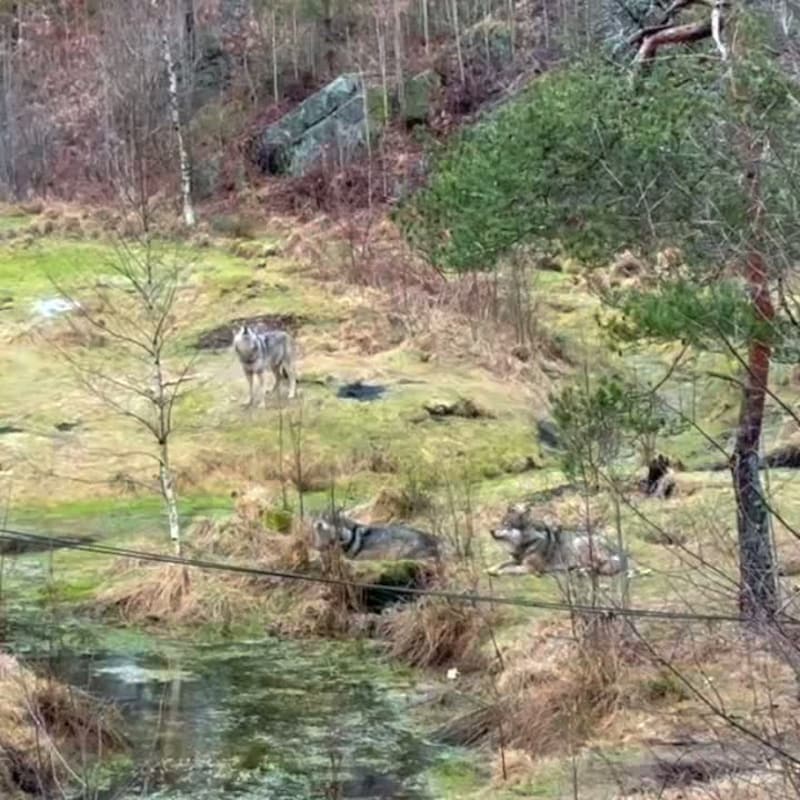 «Dave» på vei: Tigre og løver må være innekatter