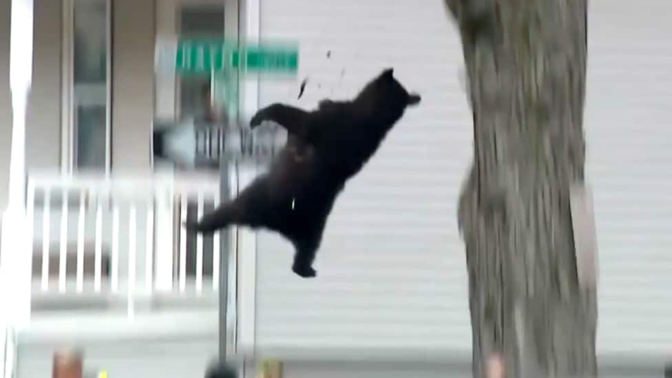 Bjørnekaos i nabolaget