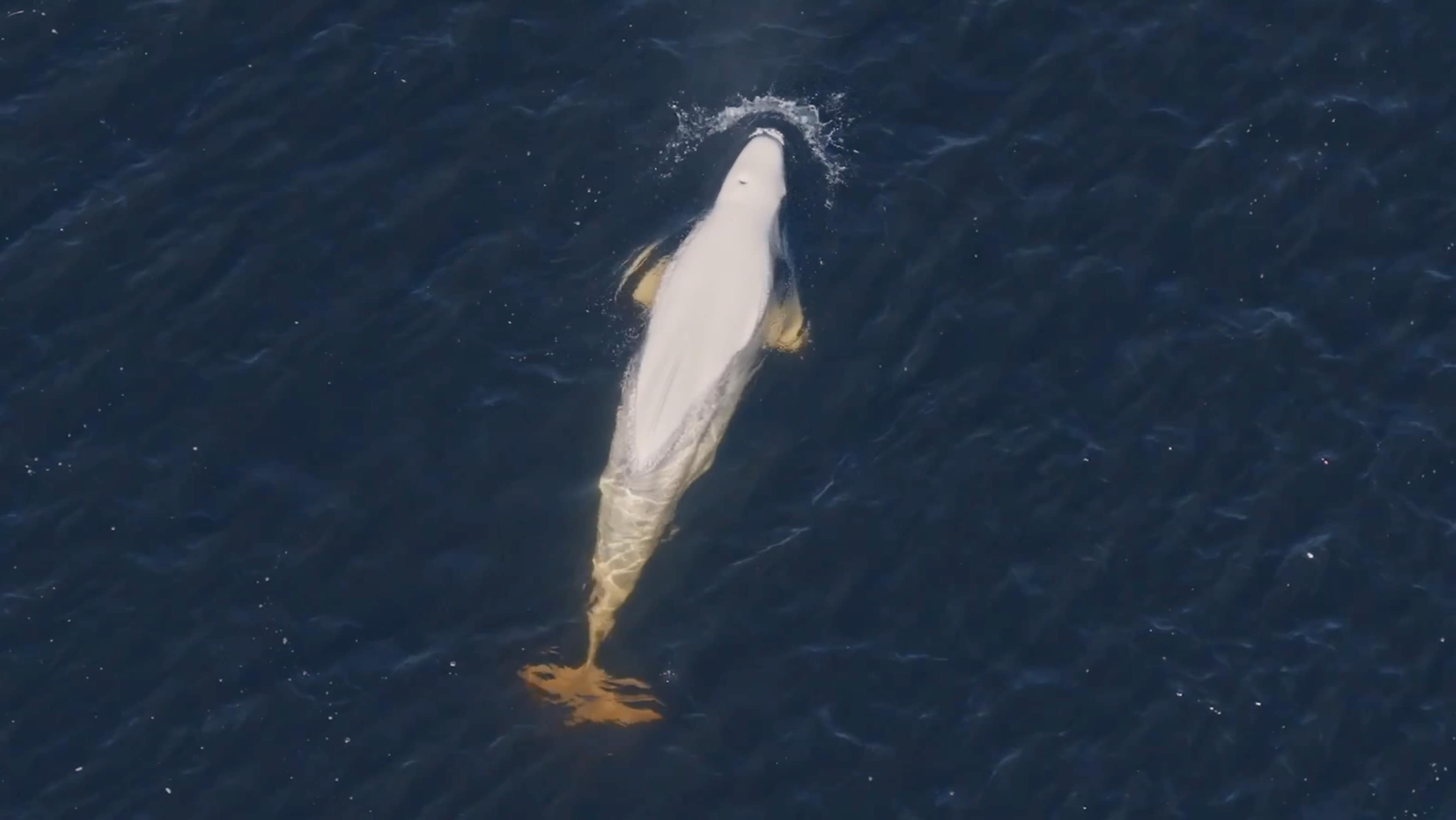 Her kommer hvalen opp