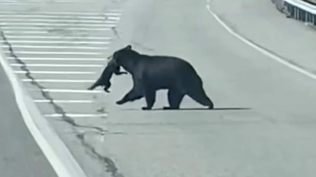 Stopper trafikken: - Herregud!