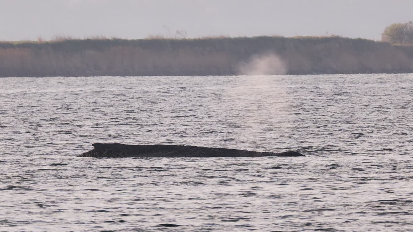 Tyskland: Hvalredning på gang