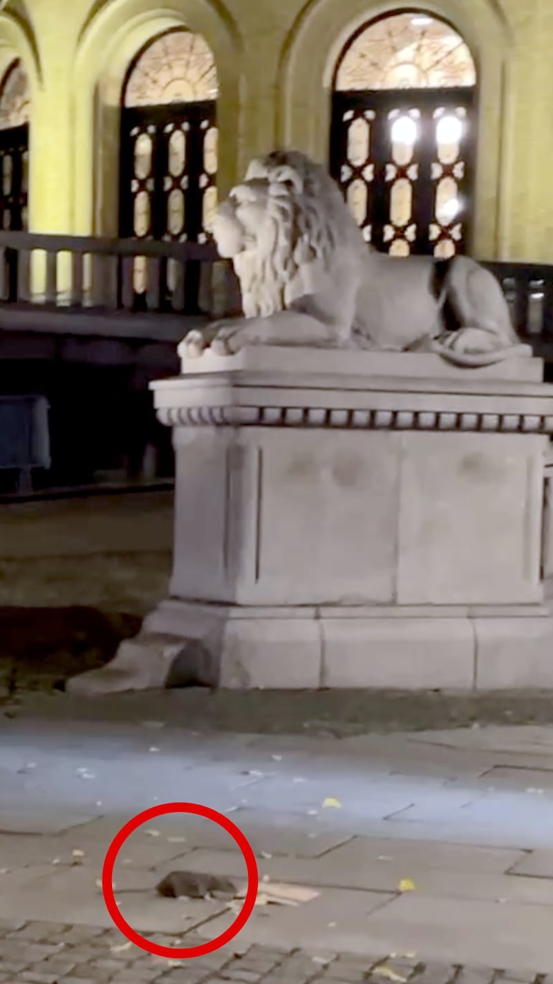 Rottetrøbbel på Stortinget: Fekk følgje av rotte i slusa