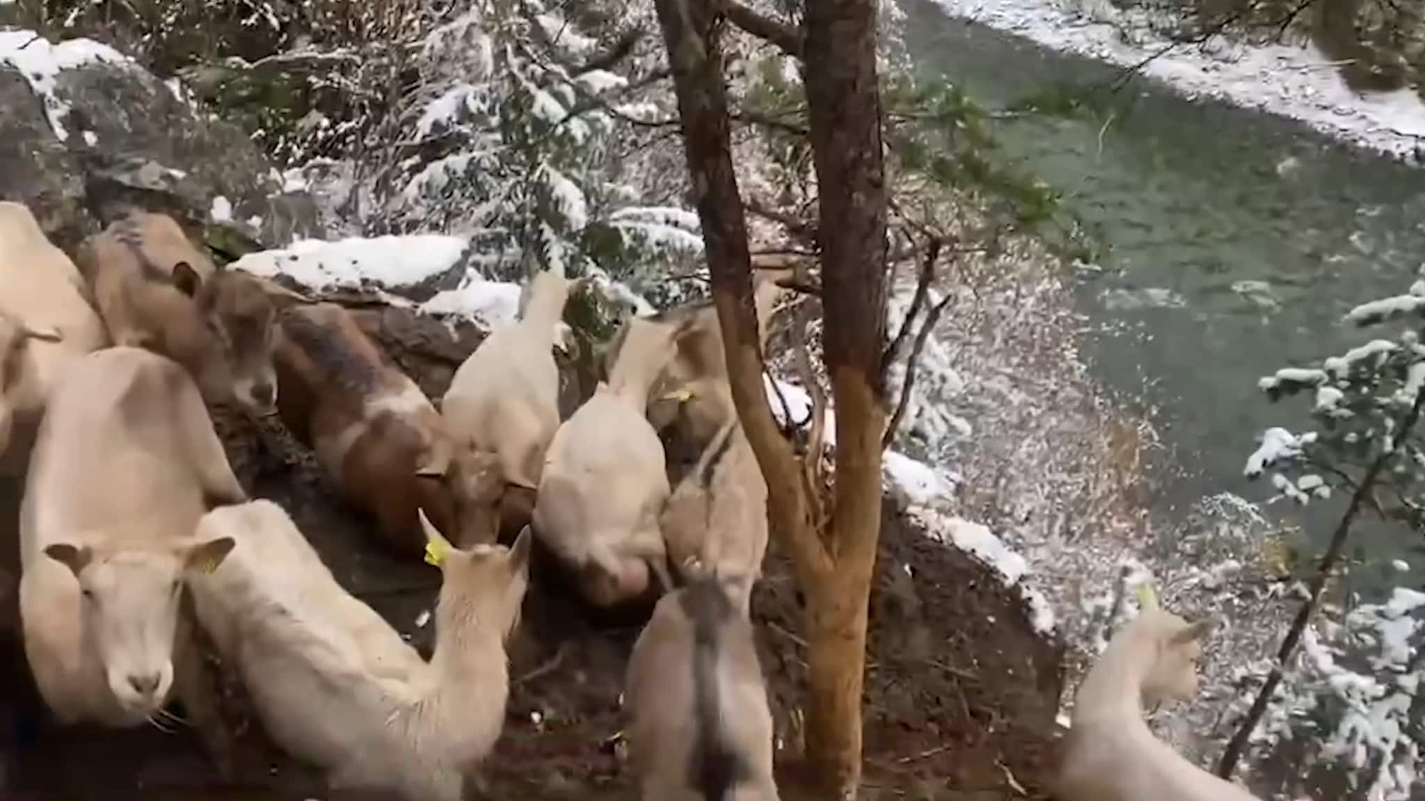 Rescue Operation Underway for Dozens of Stuck Goats on Steep Mountainside