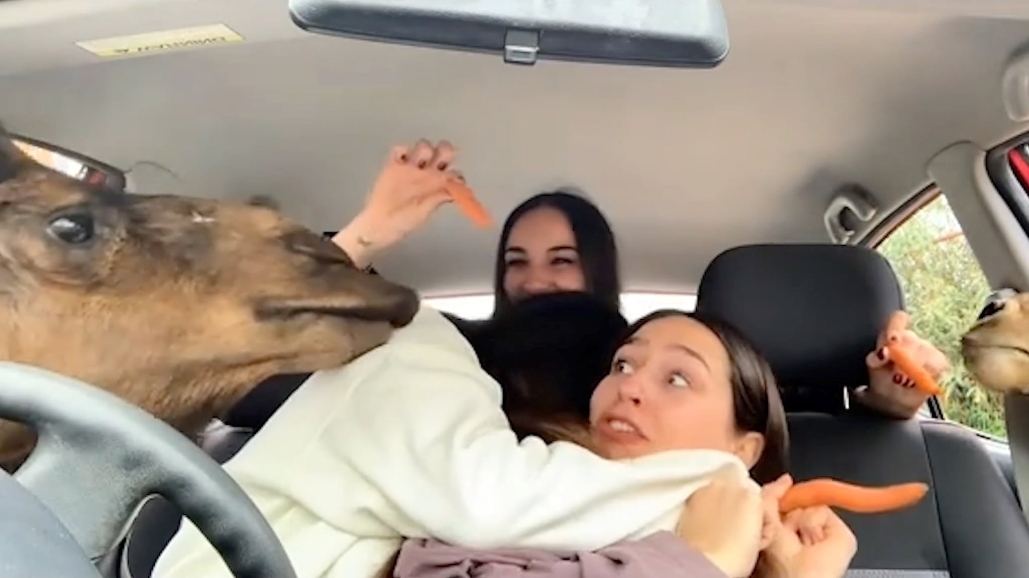 Får besøk i bilen