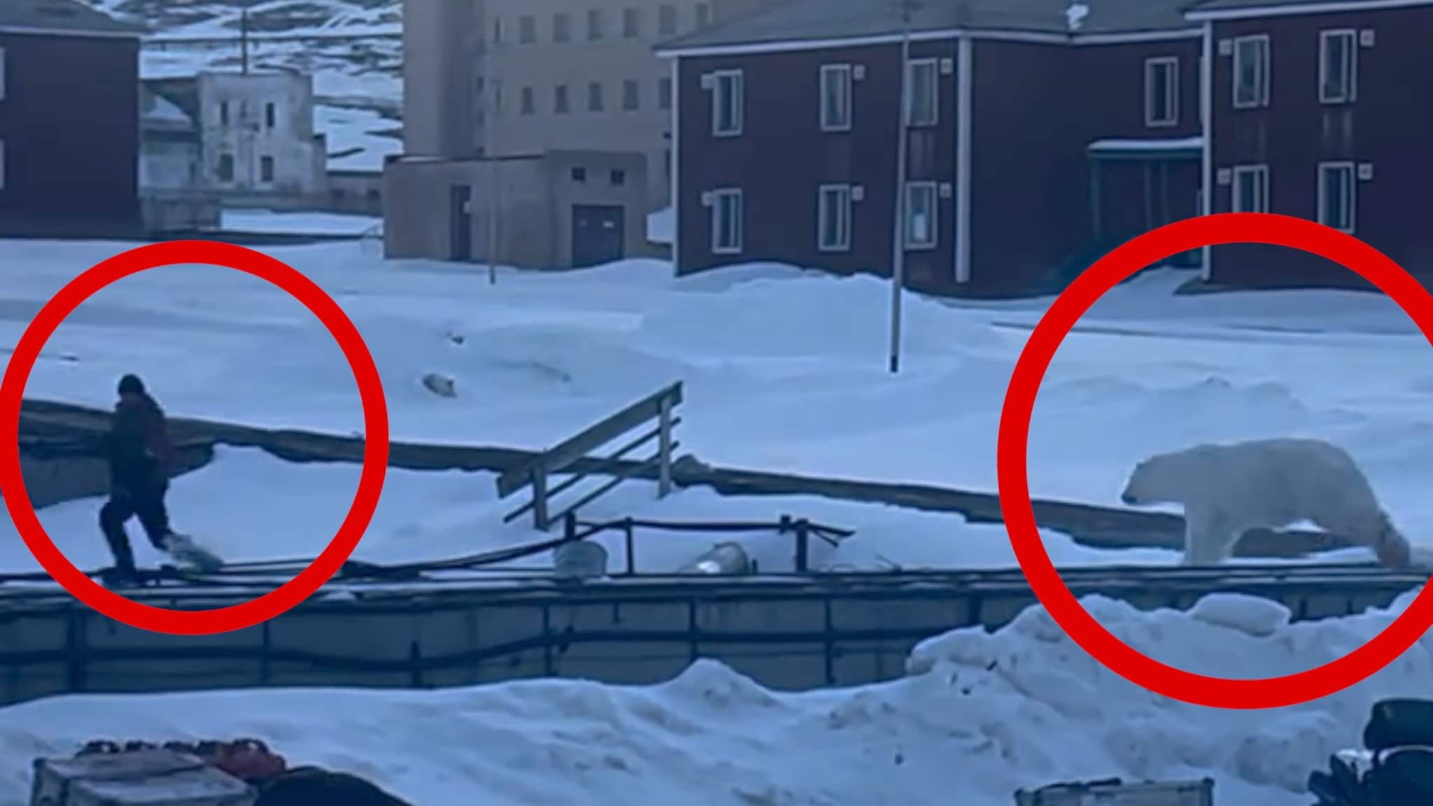 Isbjørn skutt på Svalbard for å hindre angrep