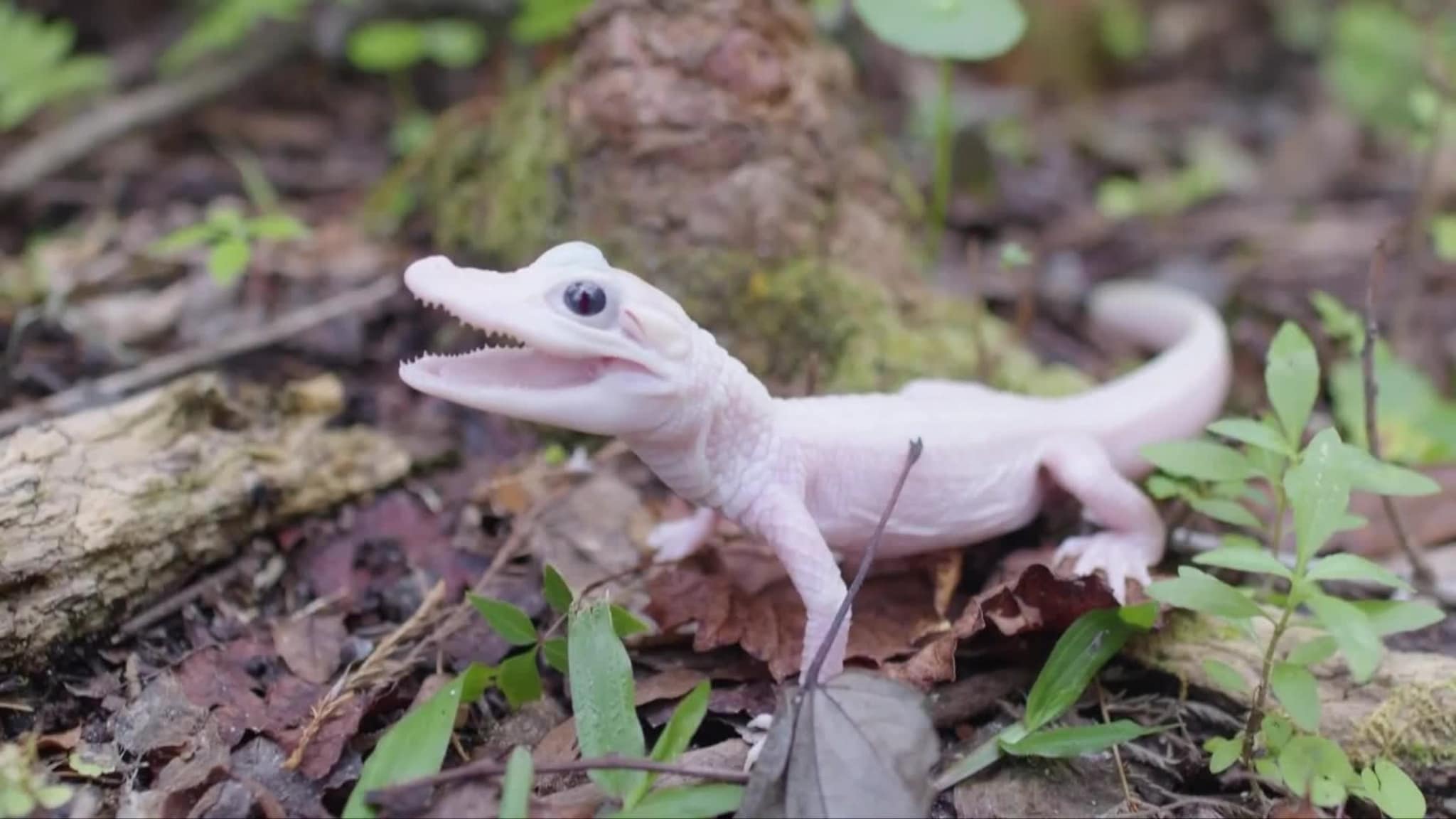 Rare White Alligator Born at Gatorland Park – A Christmas Miracle