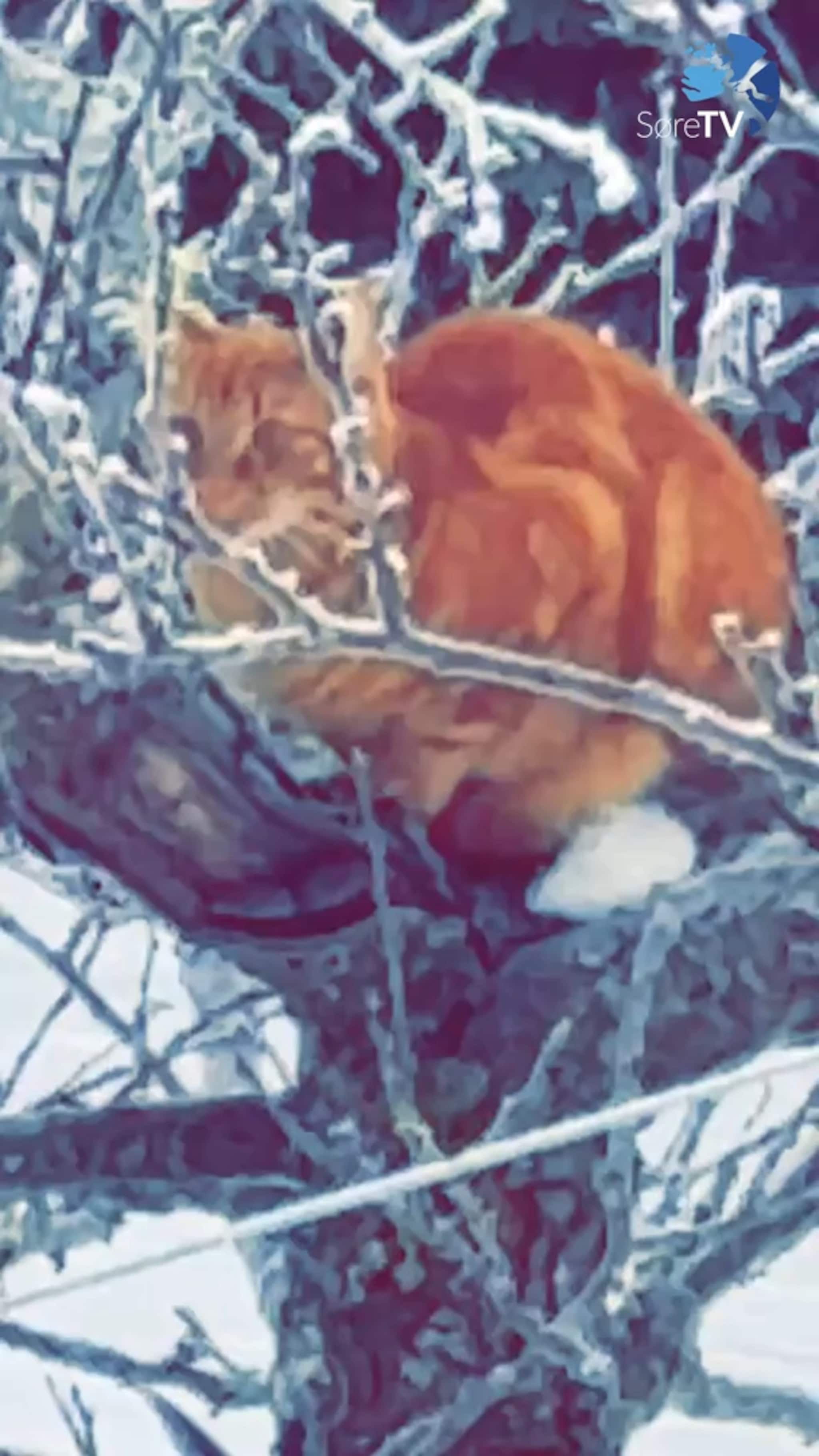 Ingen fuglar vart skada