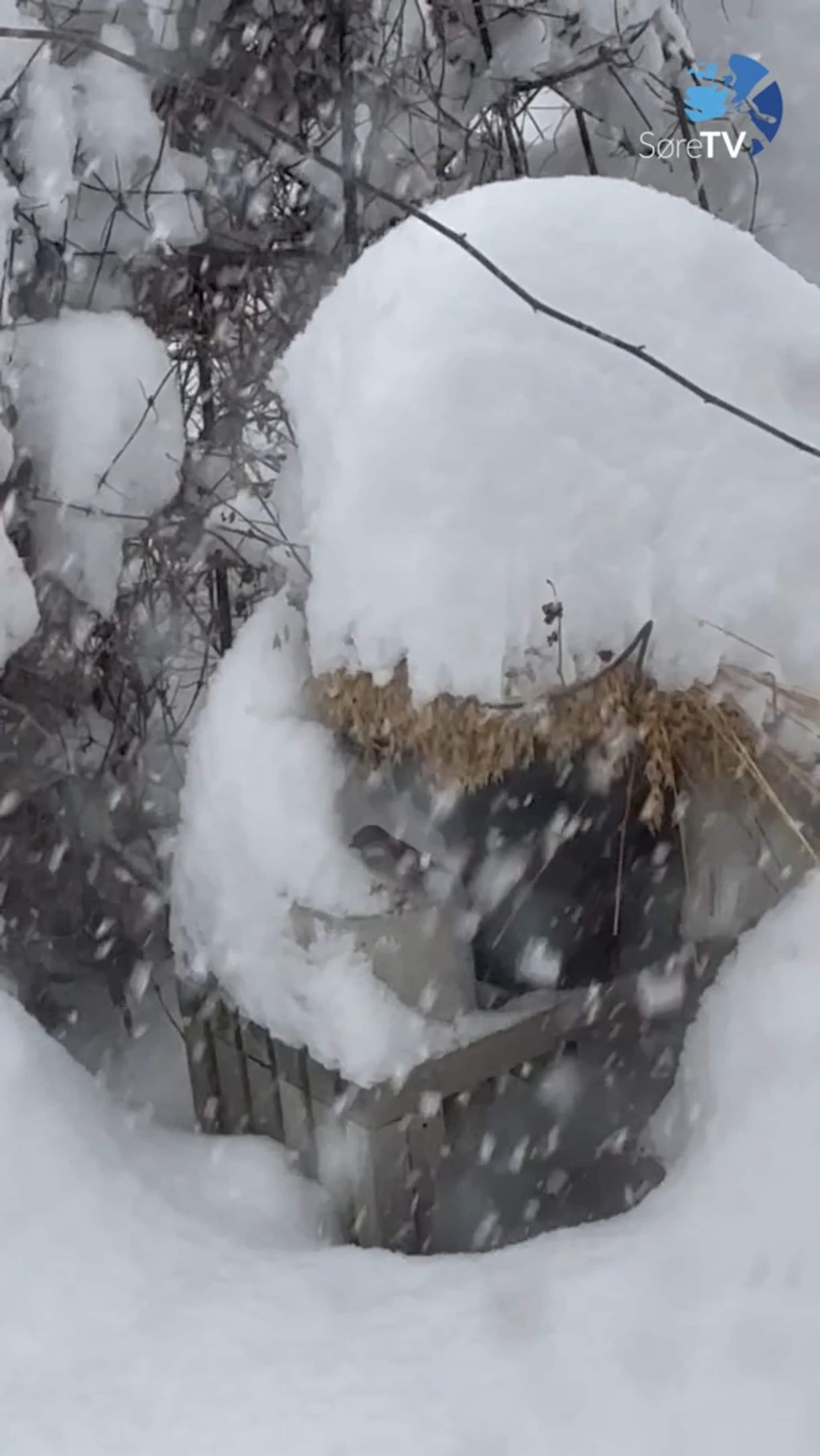 Finn seg mat under snøen