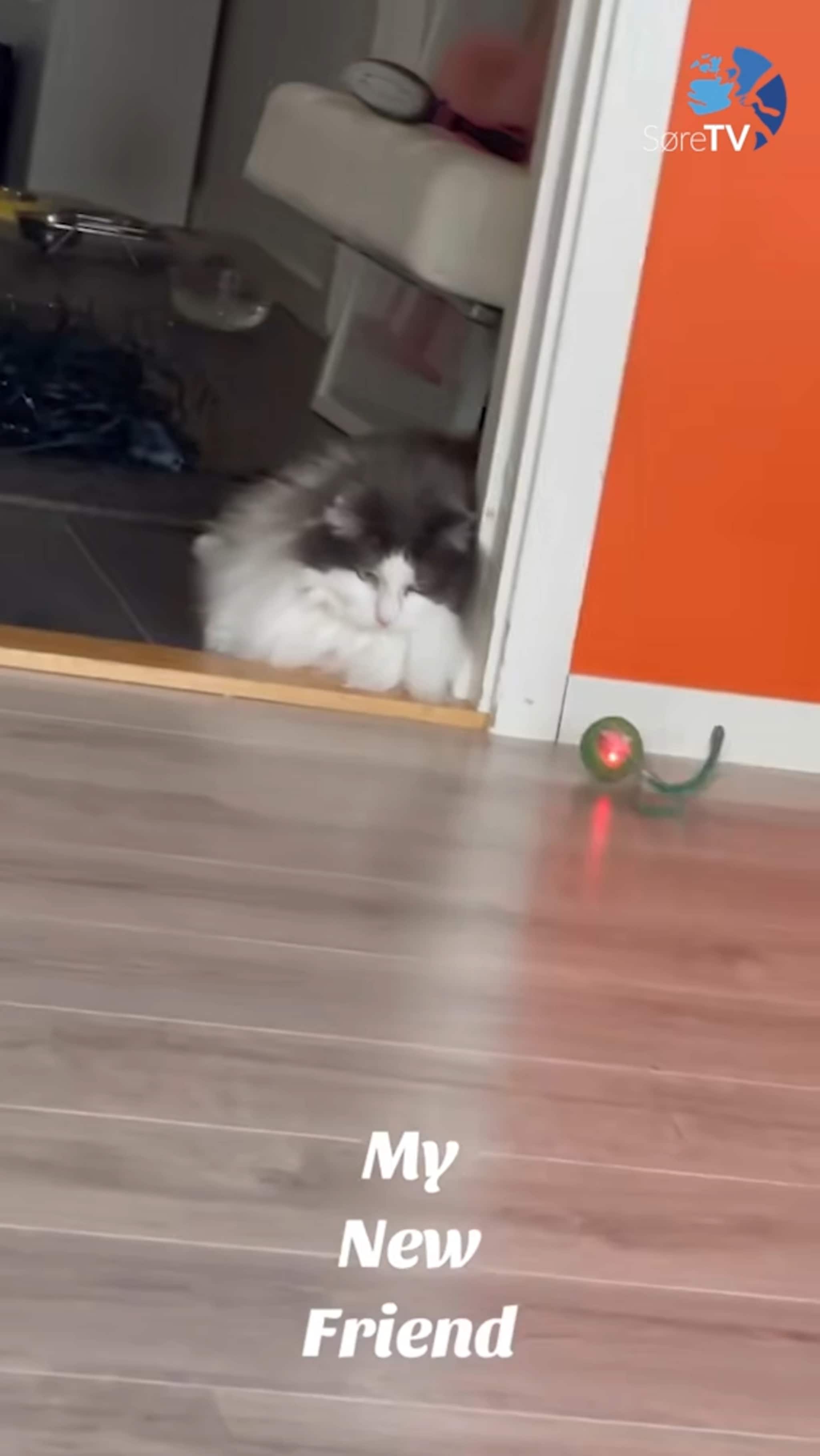 Temu fungerer ikkje for alle