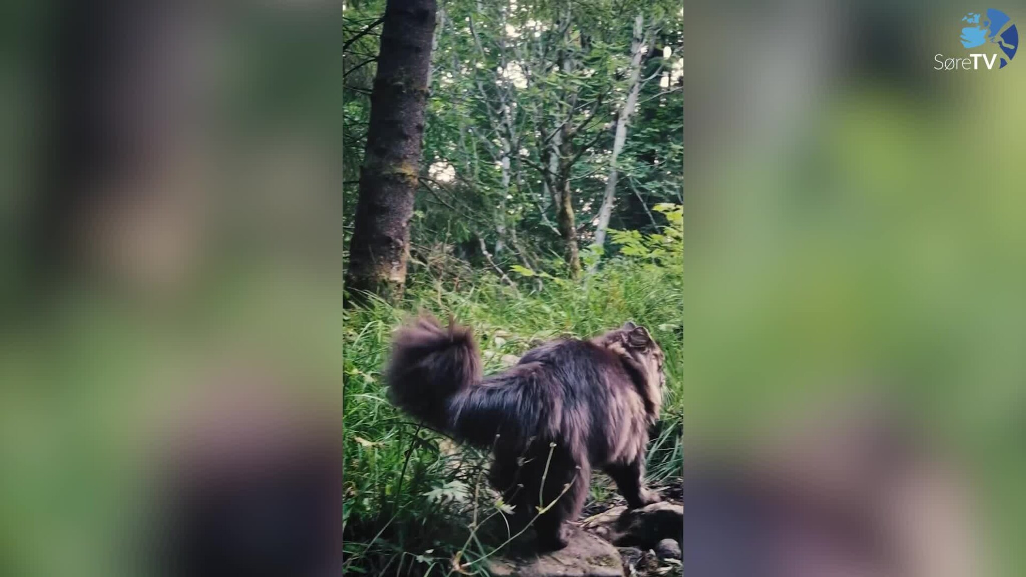 Katten Kian på veg opp Håbakknotten