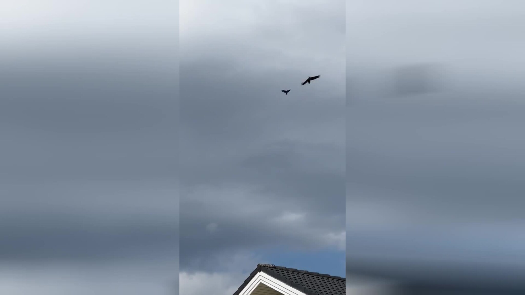 Ørn tek måse