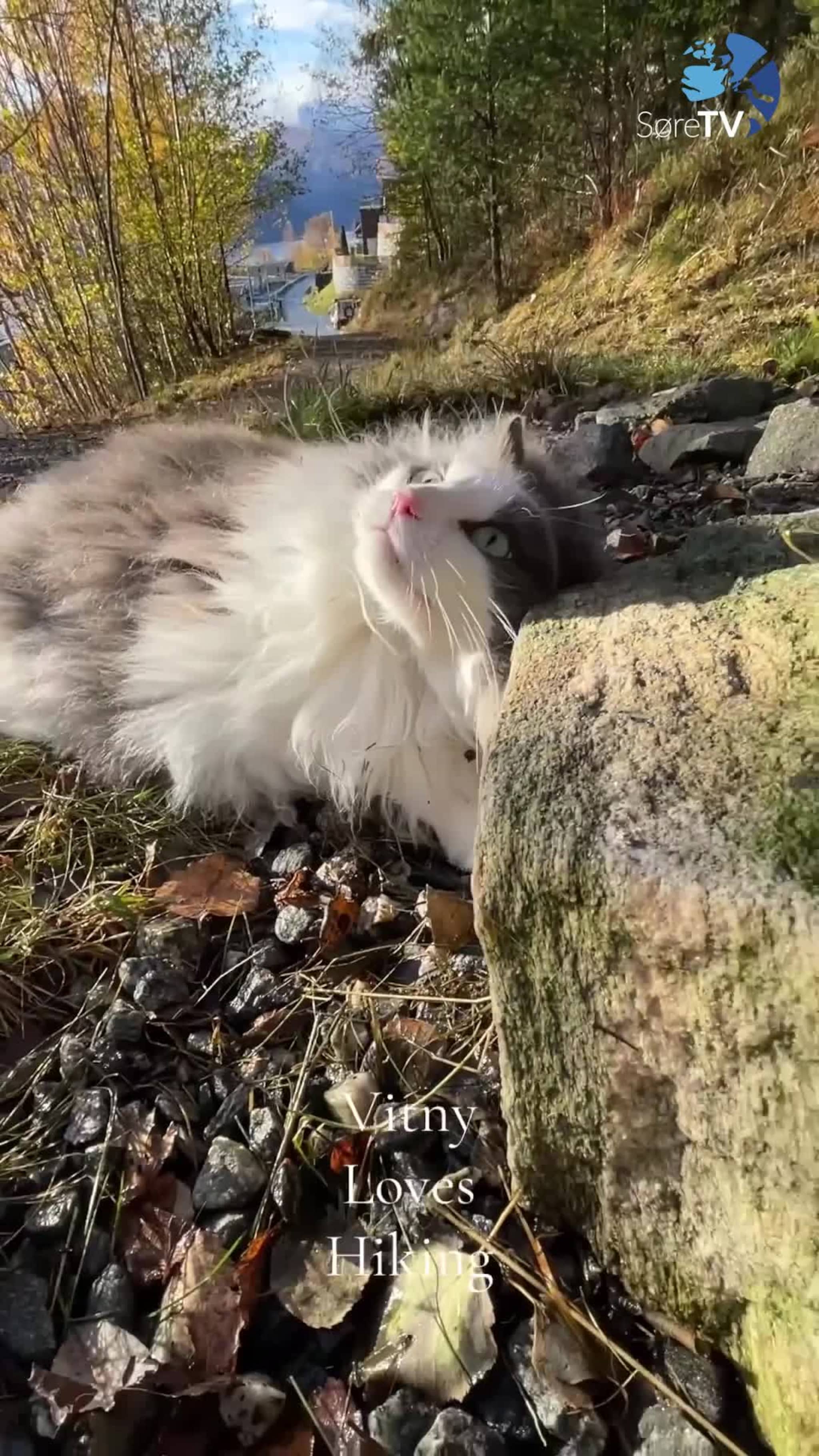 Vitny elskar å gå tur