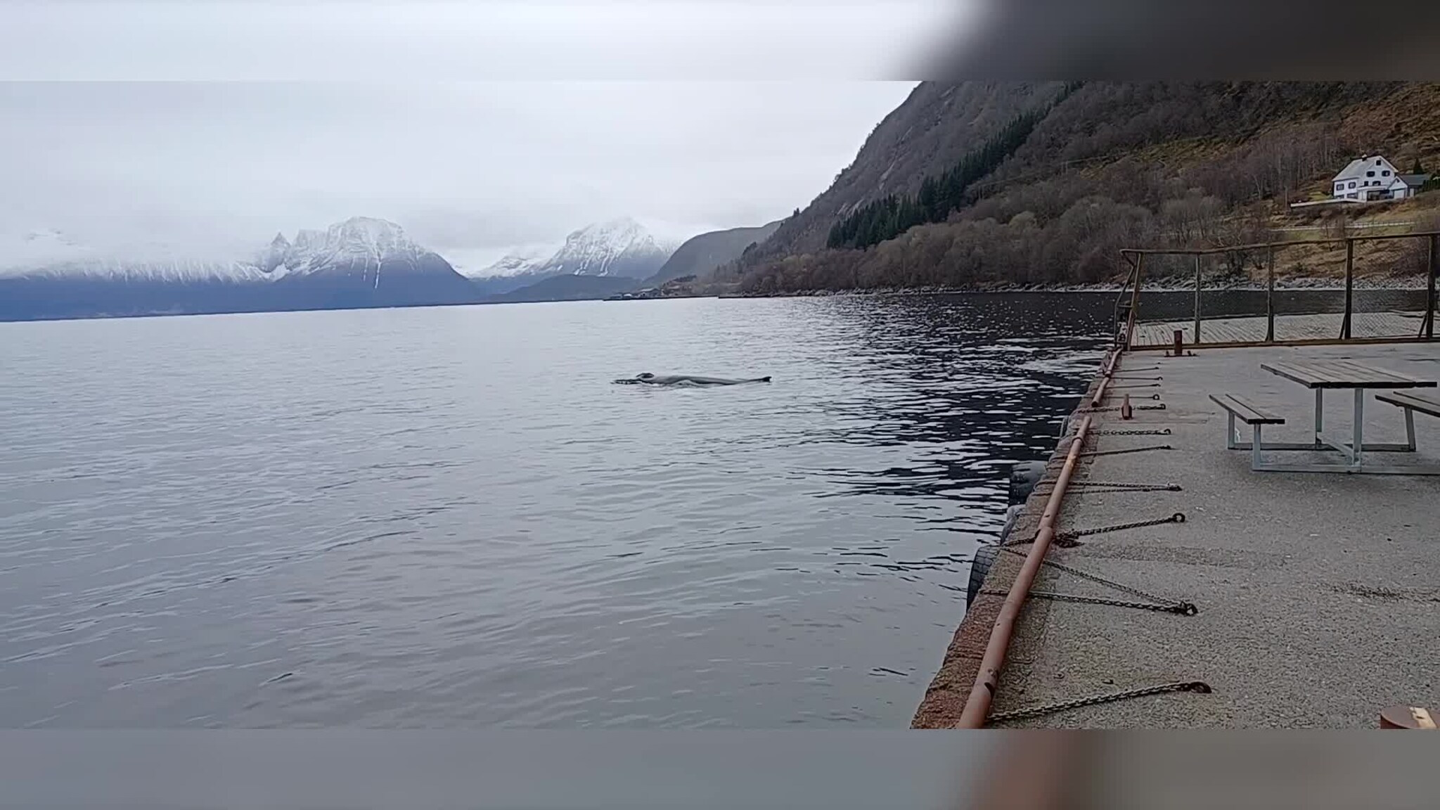 Dette dukka opp ved kaikanten