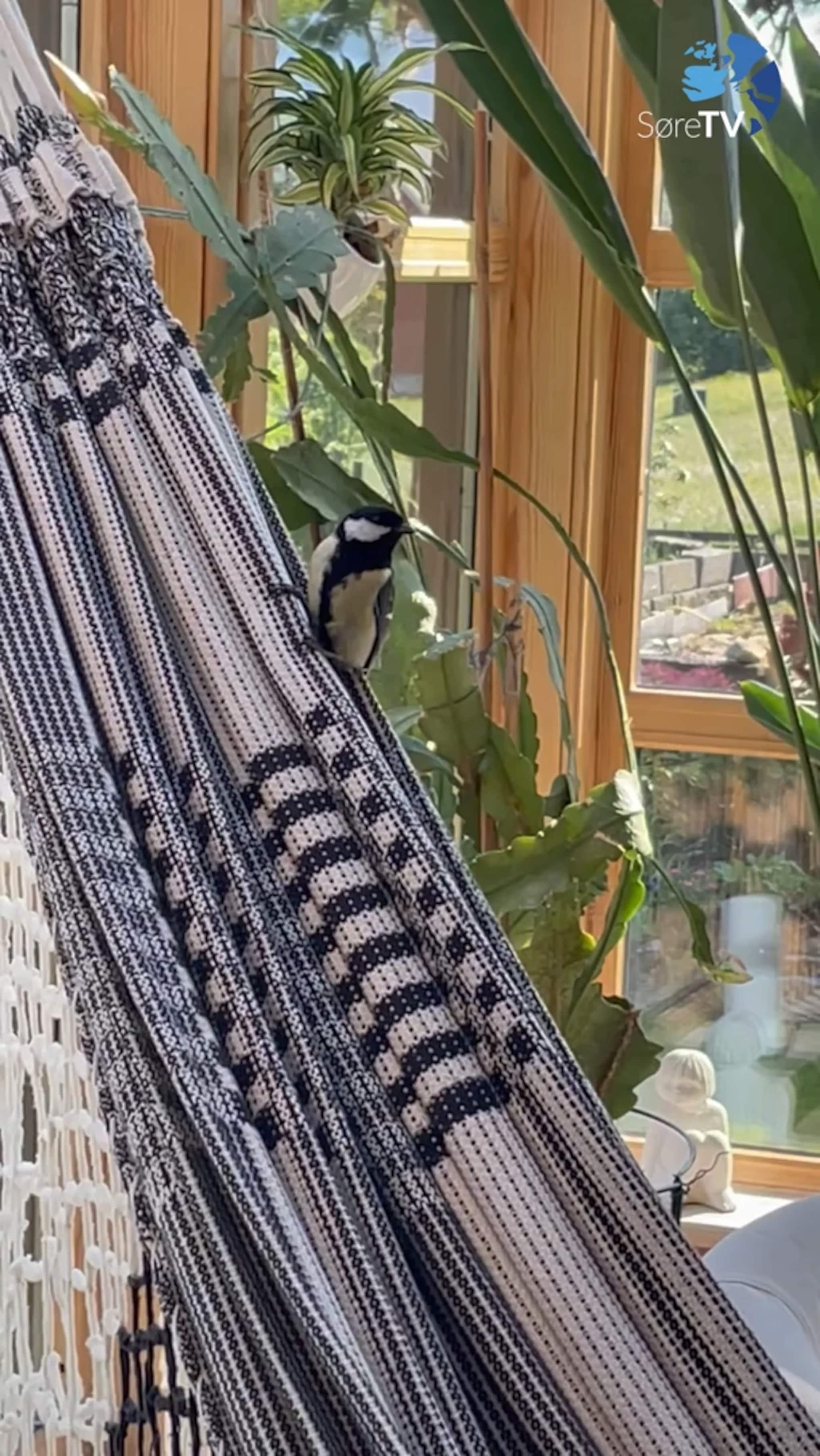 Kom tett på kjøttmeisa