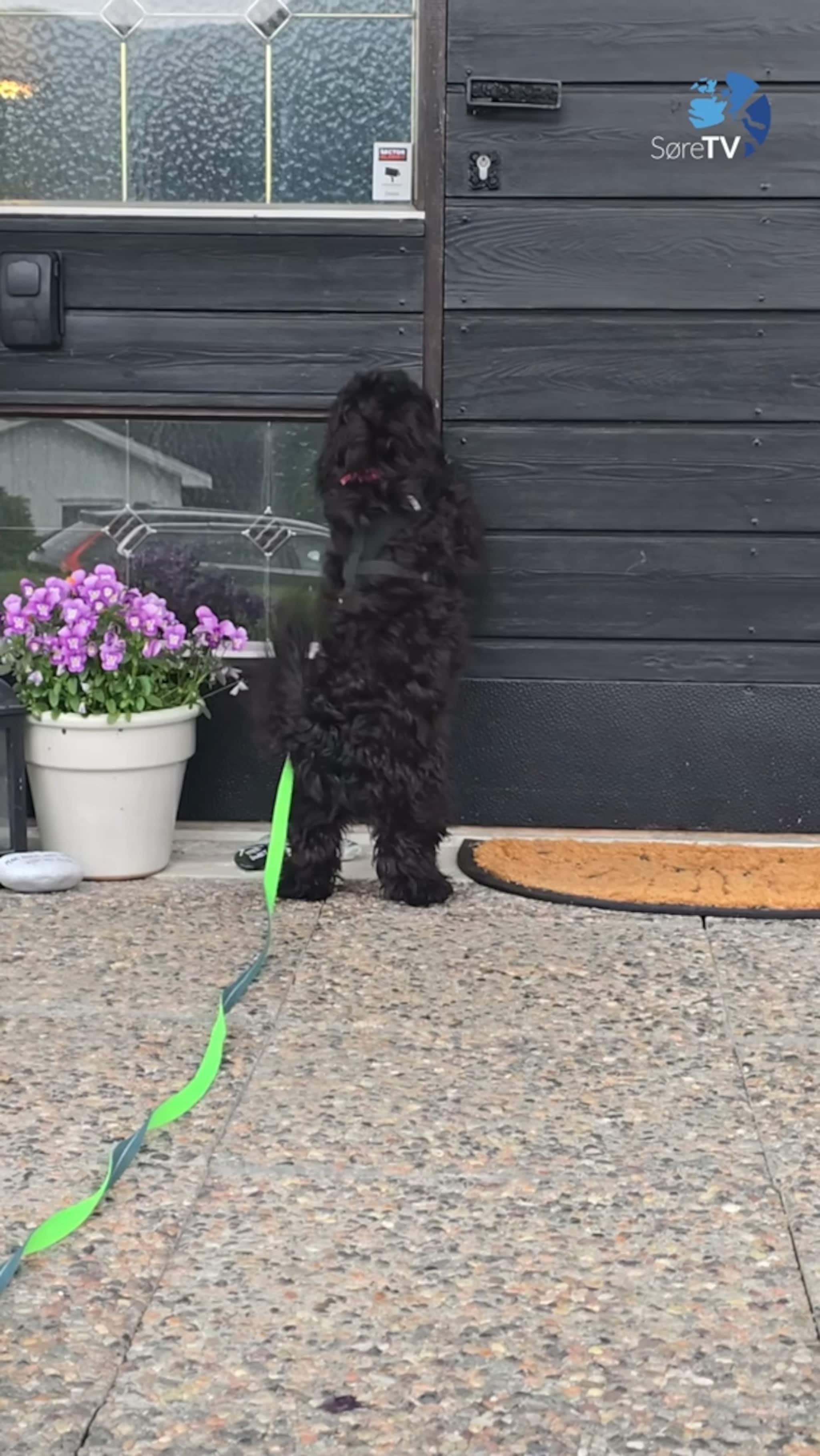 Sjå kor glad Simba blir