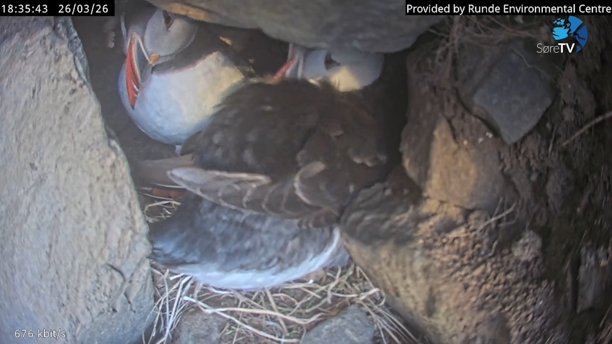 Her kosar dei seg i reiret