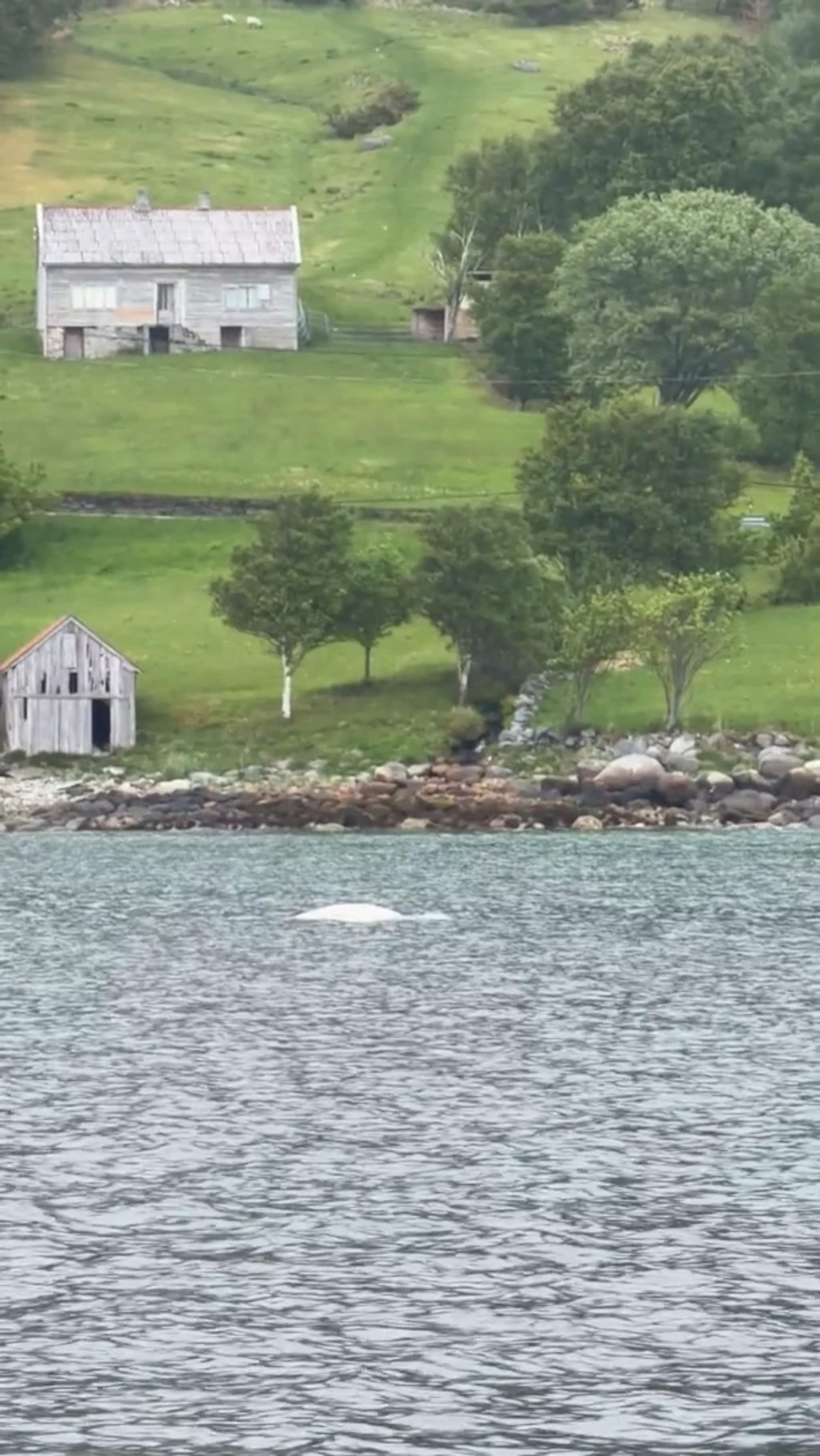 Kvitkval ved Ulstein