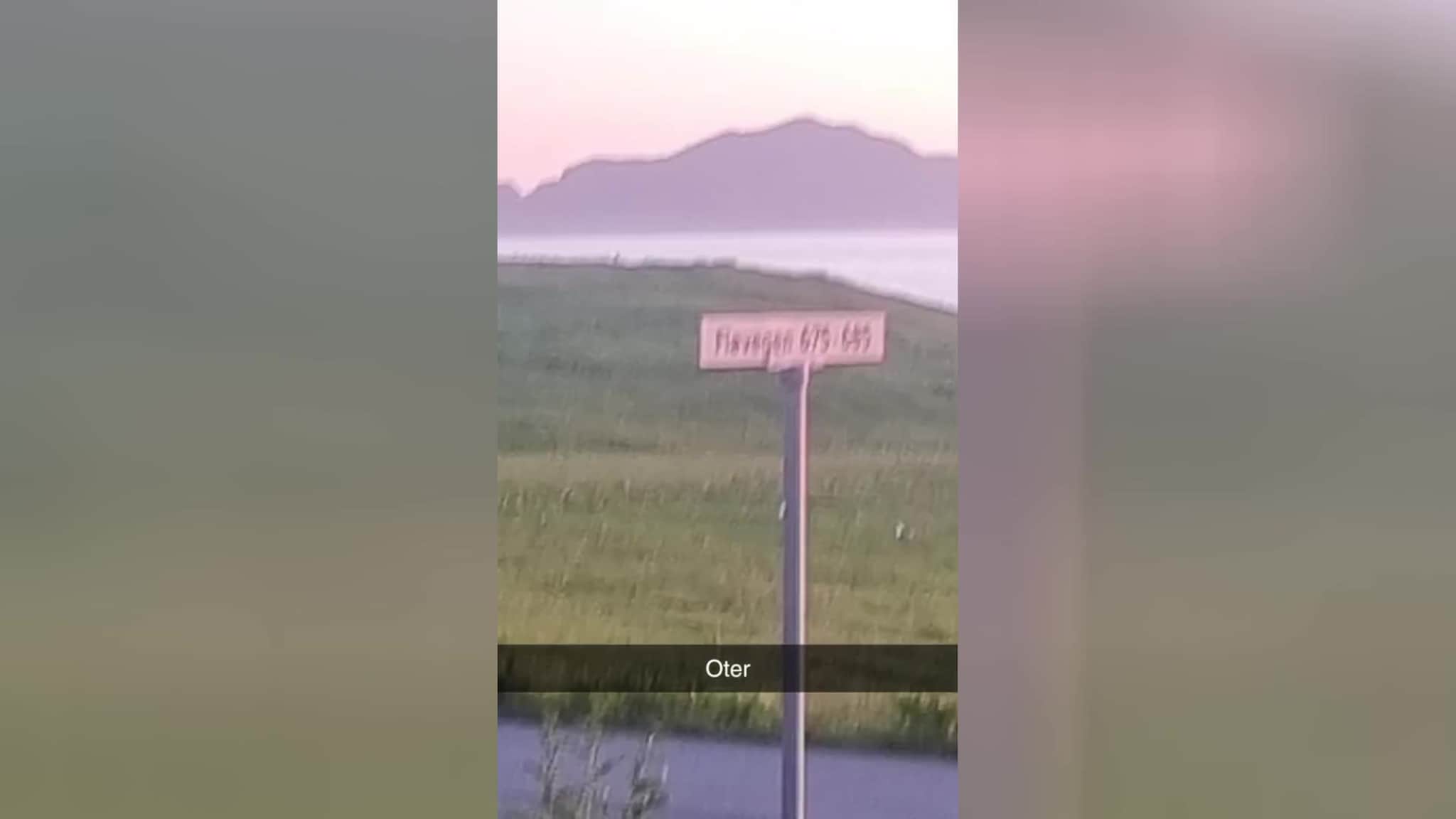 Oter og måsar på Flø