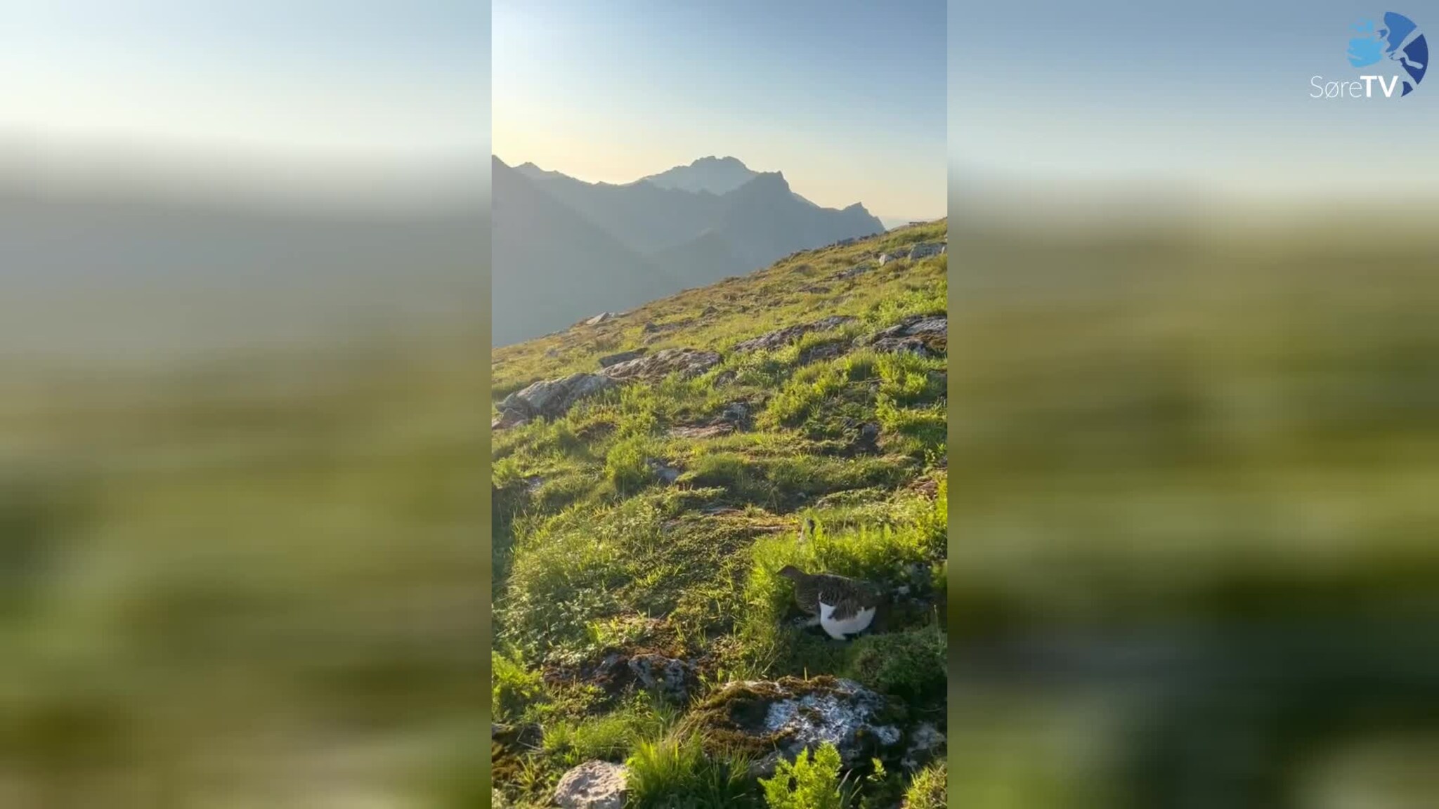 Møtte rype på fjelltur