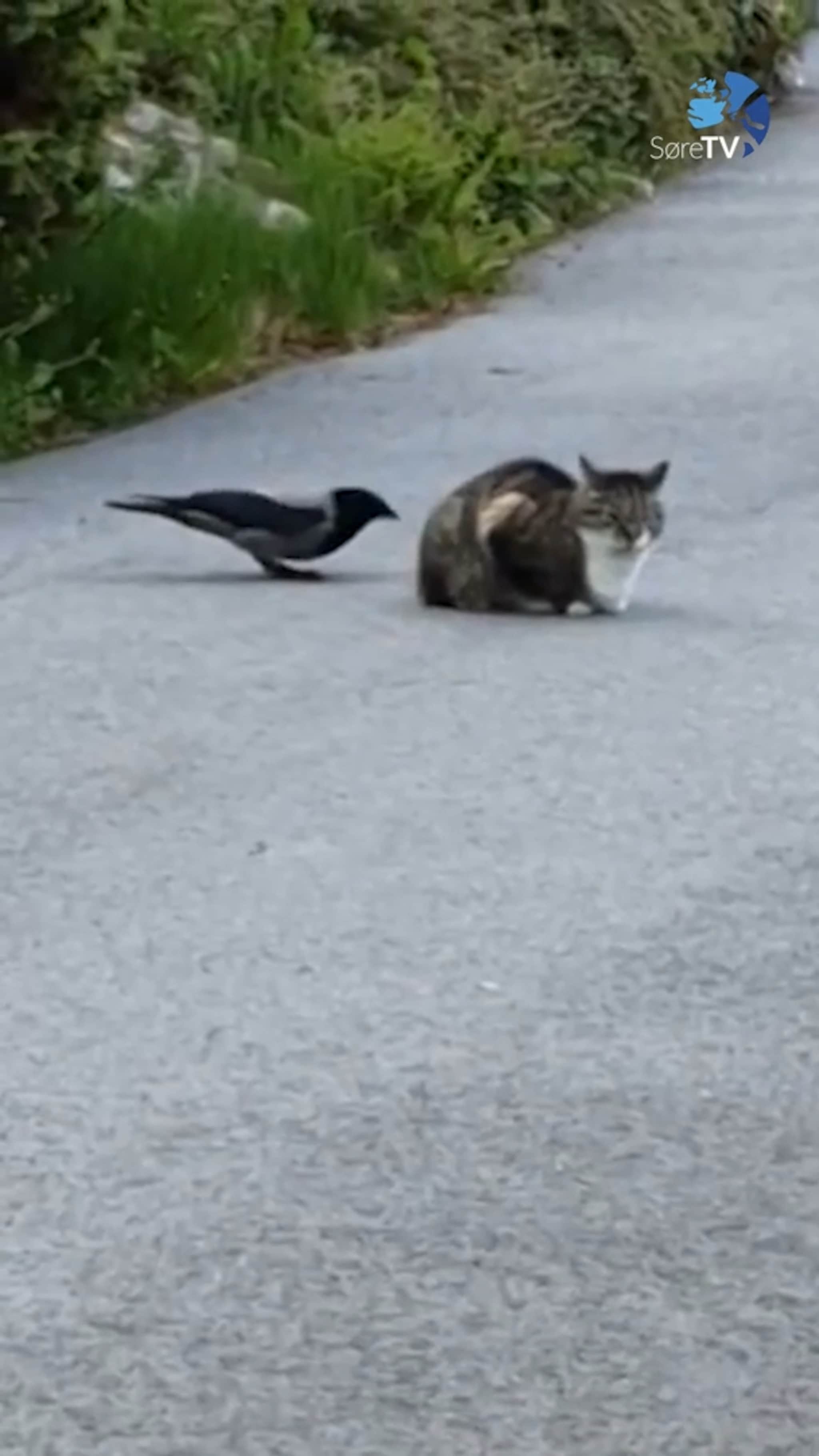 Er det ertekråke eller ertekatt?