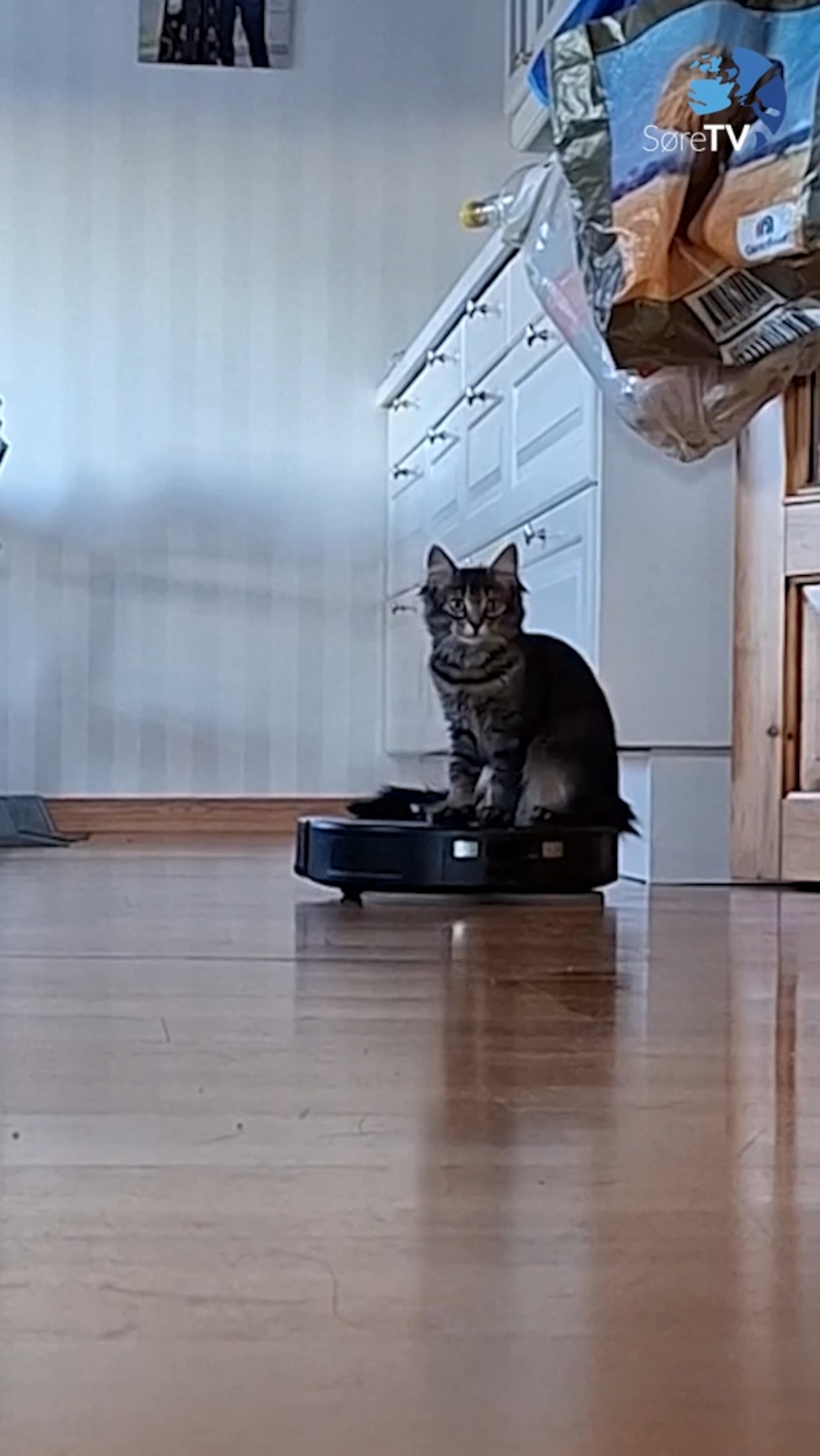 Her er det katten som vaskar vekk jula