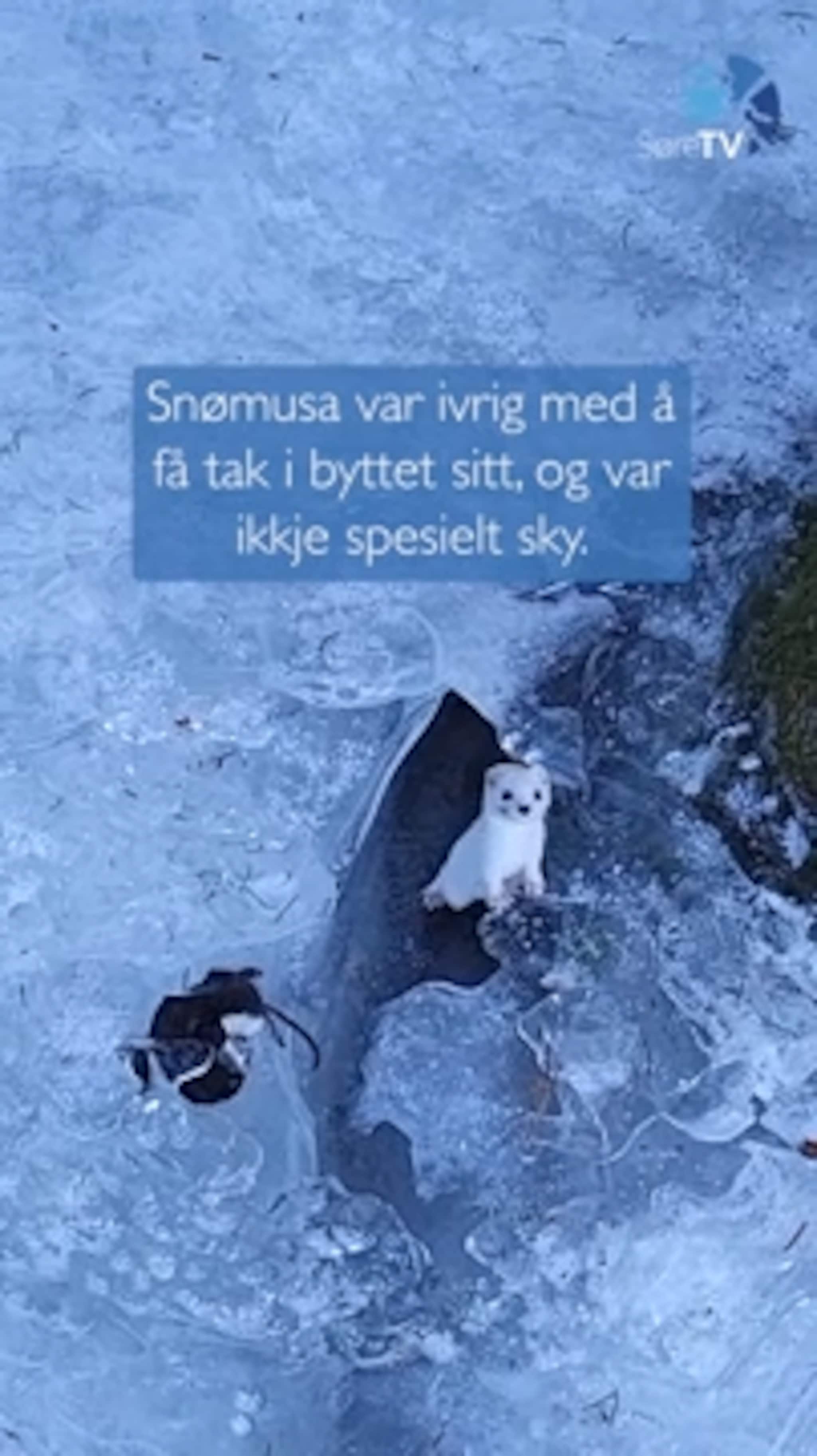 Møtte på ivrig snømus ved bekken