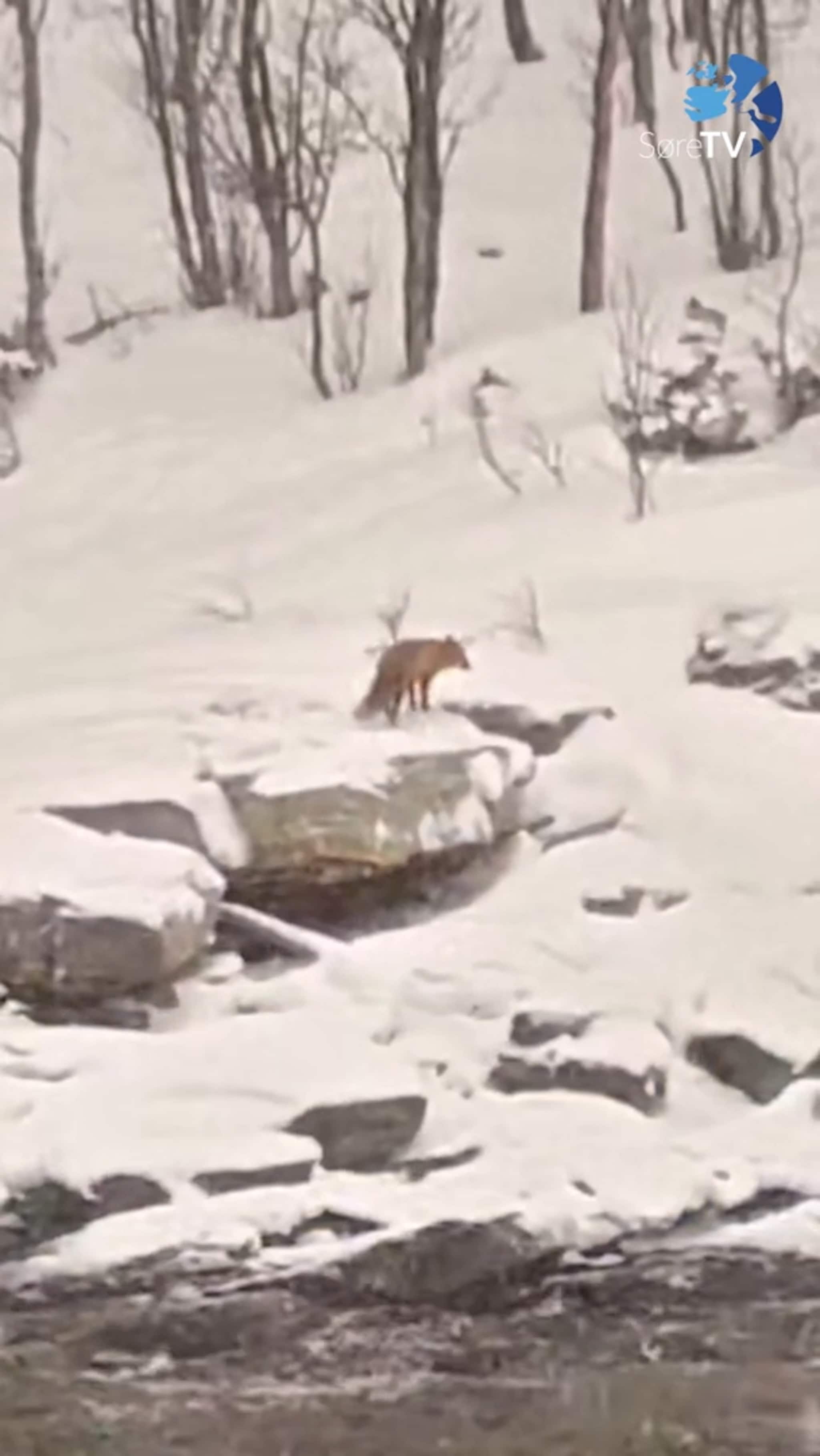 Sjå raudreven i fjøresteinane