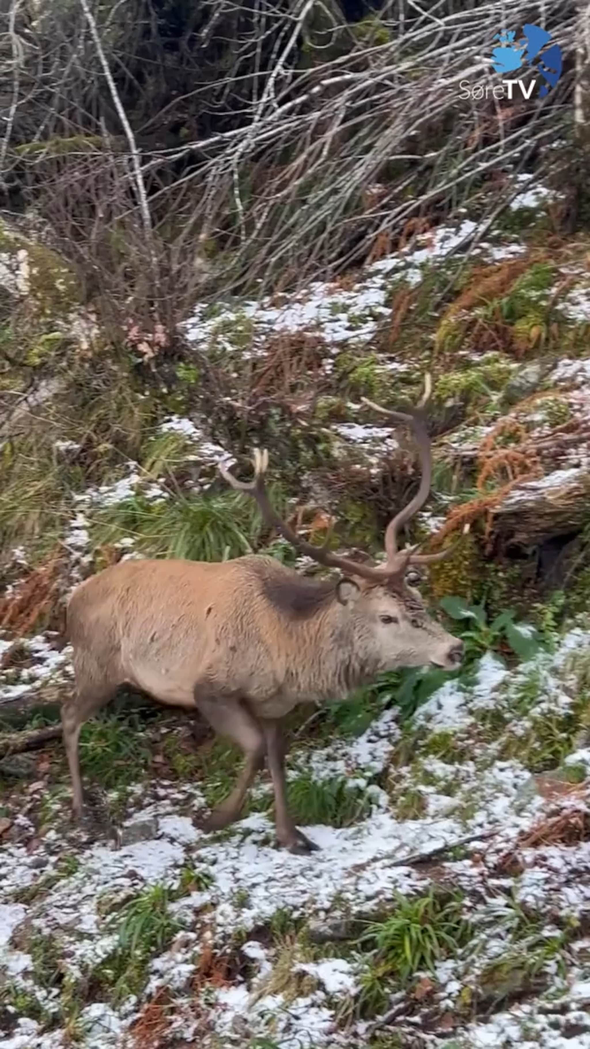Iver opplevde noko fantastisk